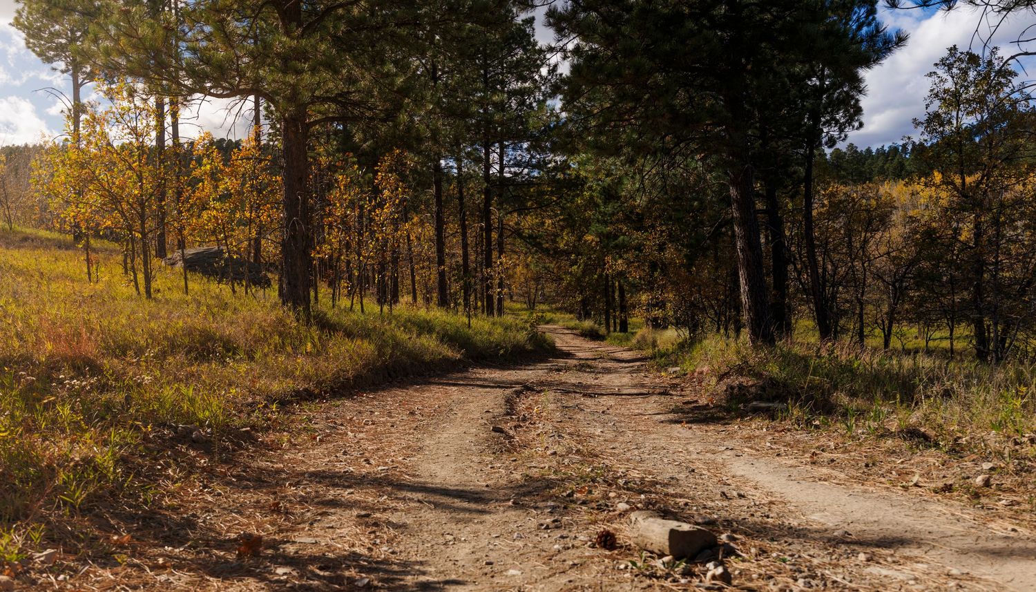 Winding dirt road through pine forest with golden autumn colors in mountain terrain.