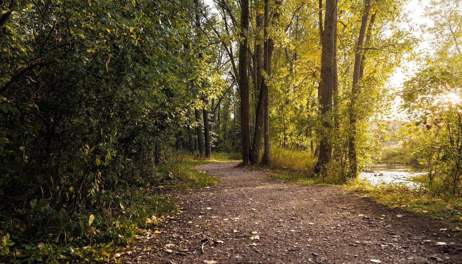 Tree-lined walking path through a park during golden autumn afternoon light.