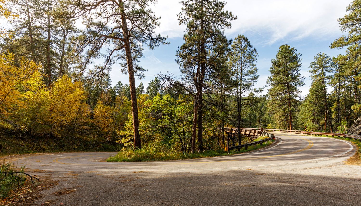 Tree-lined curved road through autumn forest with golden foliage.