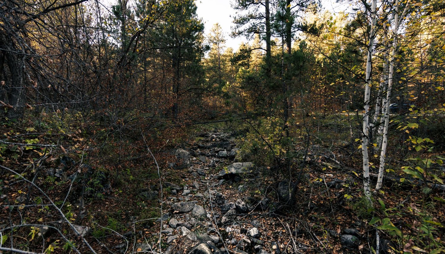 Rocky forest terrain with fallen trees and birch trees in a dense woodland setting.