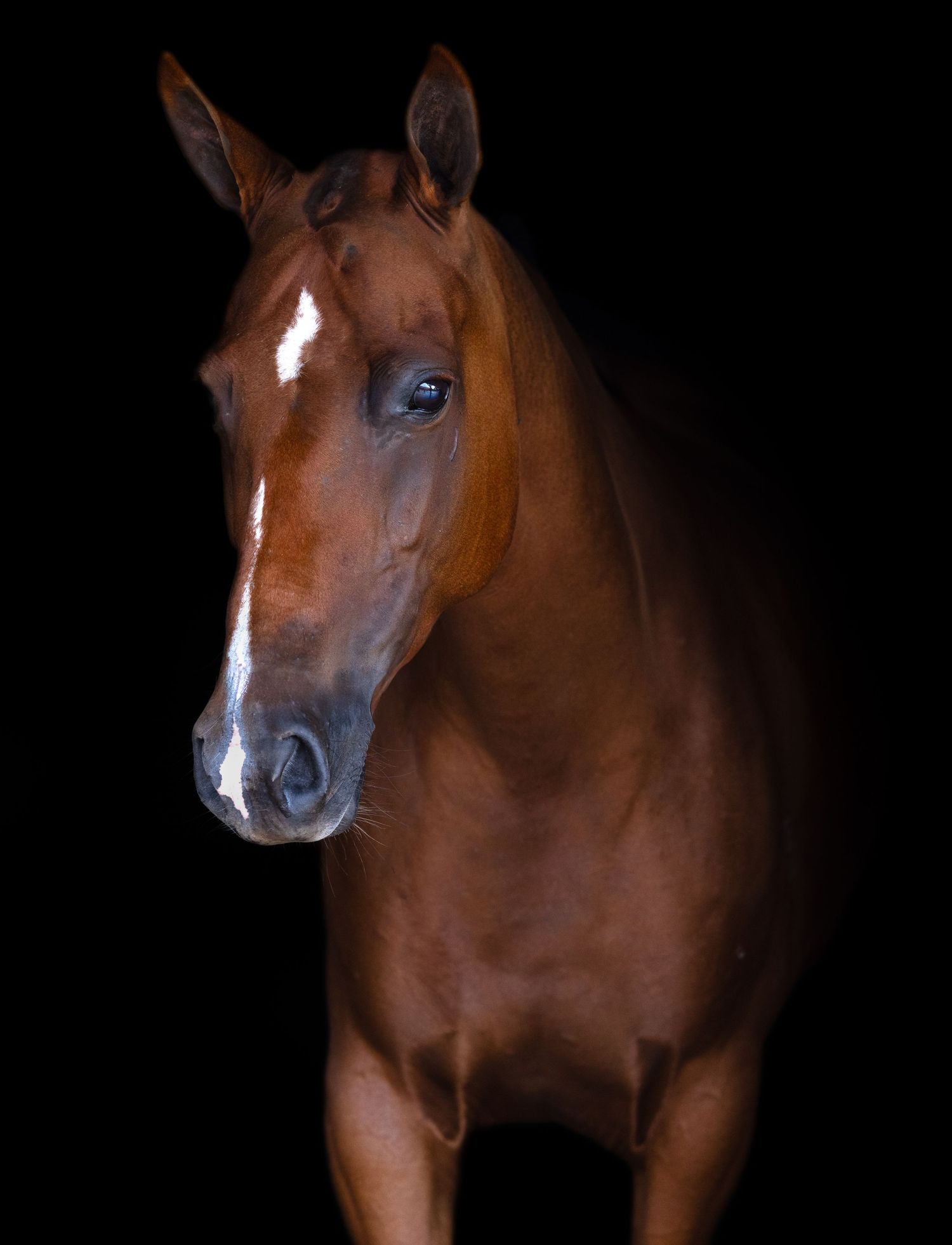 Black background portrait of a pony