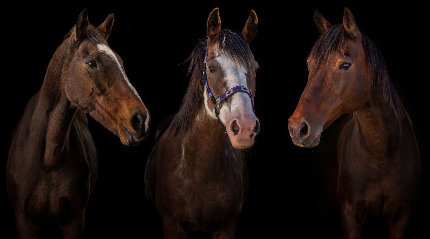 A black background composite of three ponies