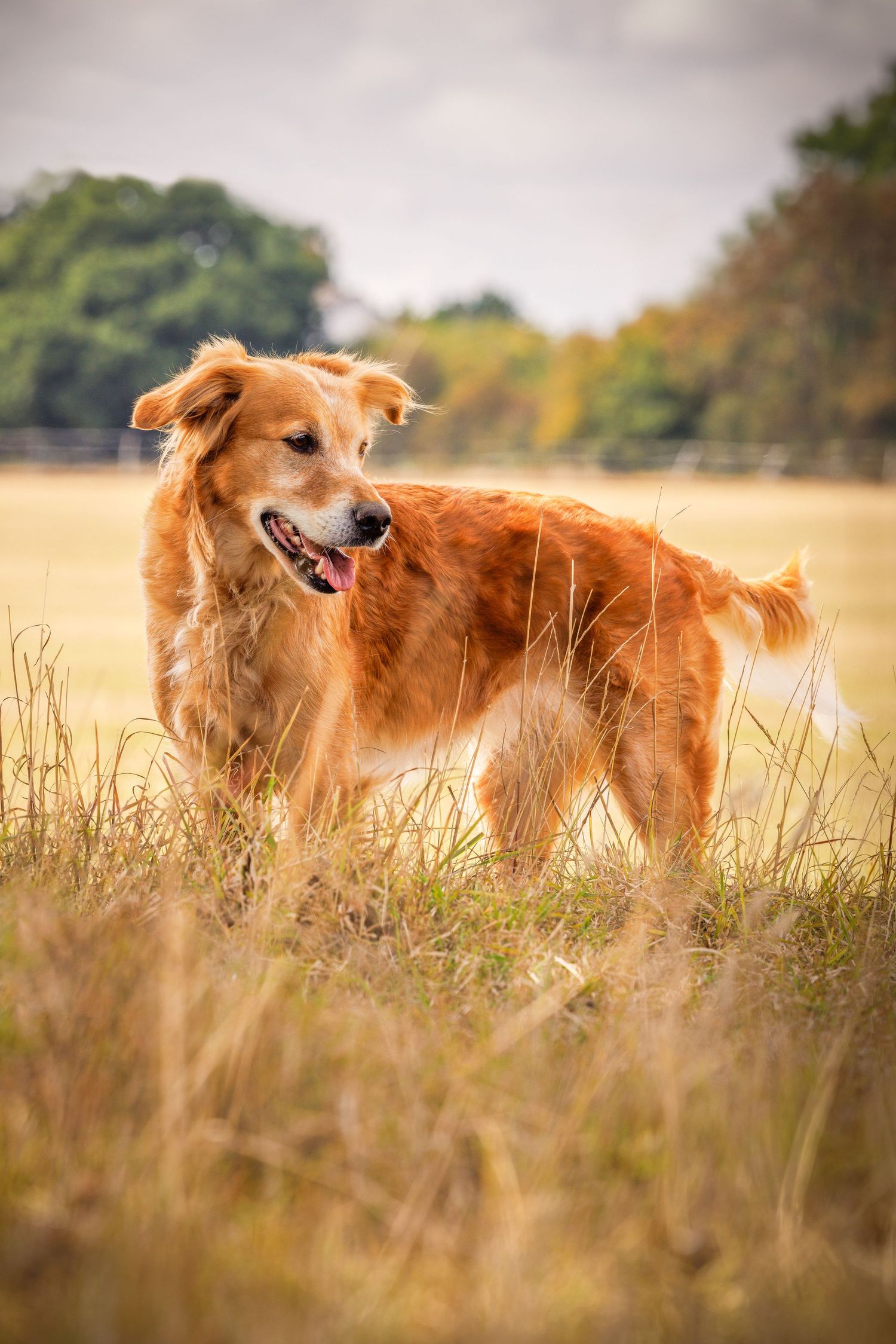 A Golden Retriever in a field. Colchester Essex