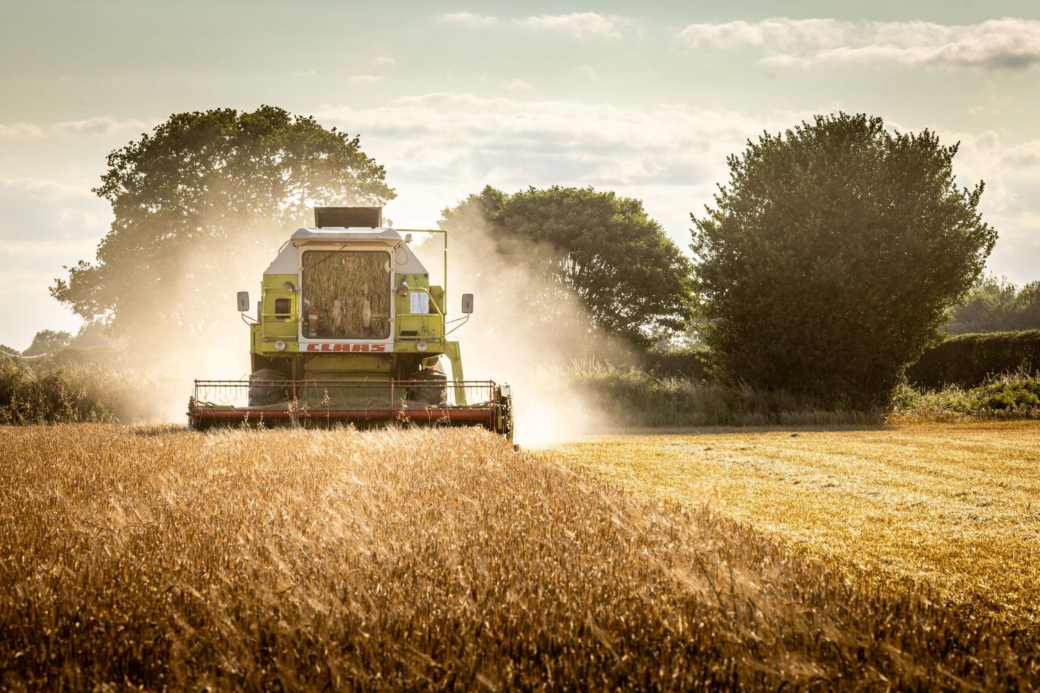 Claas Combine harvester during harvest