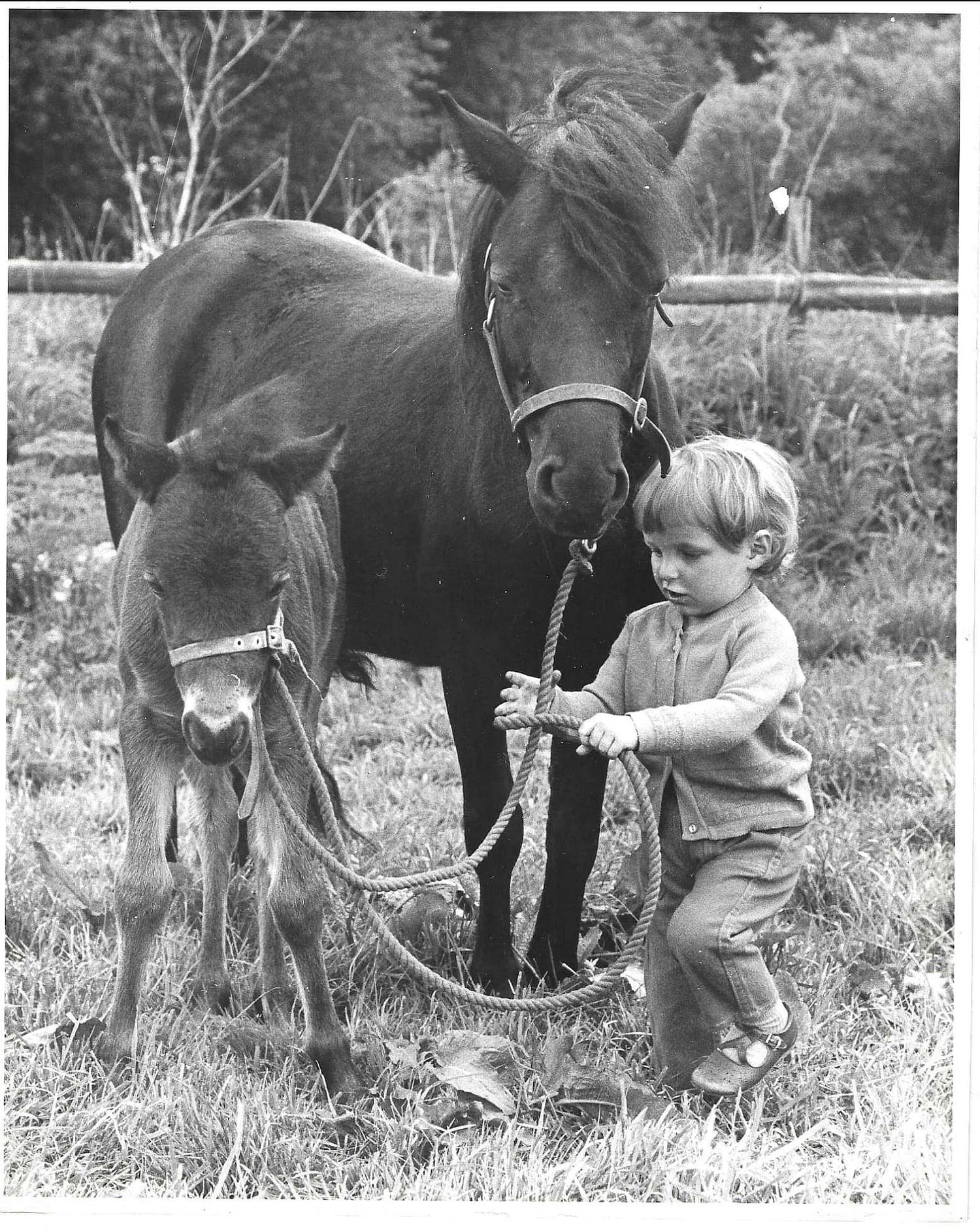 Jim with his Shetland Pony and foal