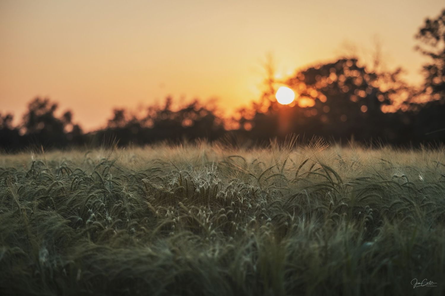 Summer sunset over a field