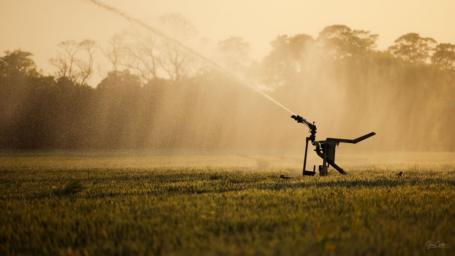 Water irrigation on a field during sunset