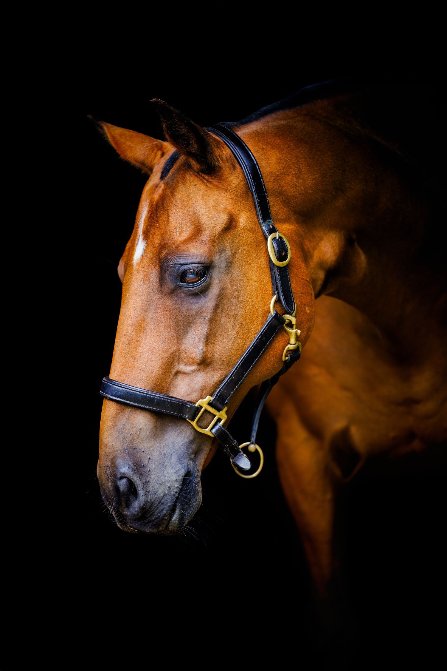 A side on photo of a pony with leather halter on a black background