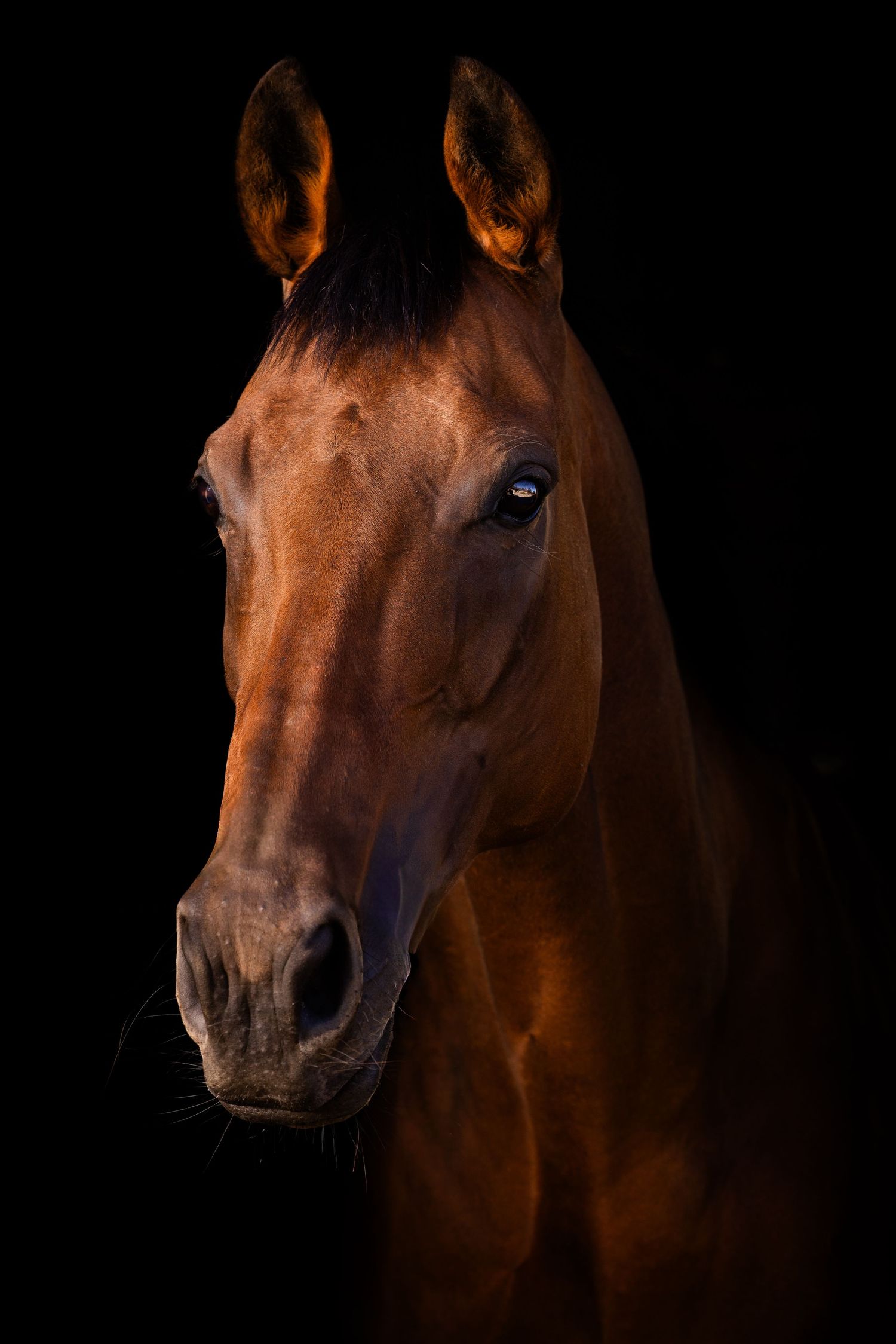 Black background portrait of a pony