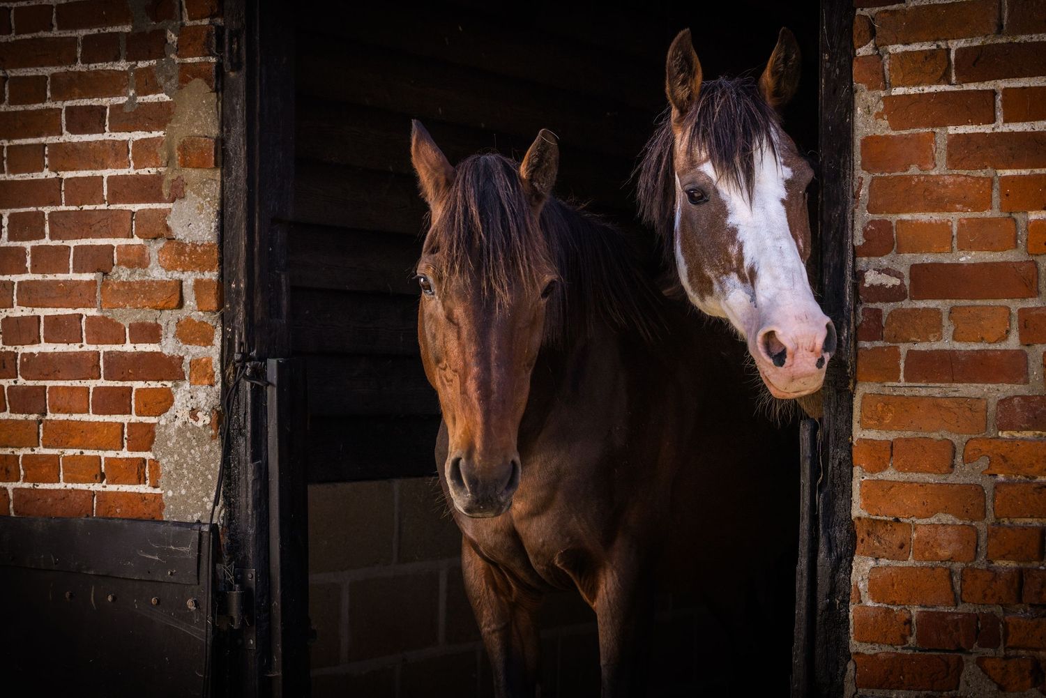 Two horses looking through a stable door
