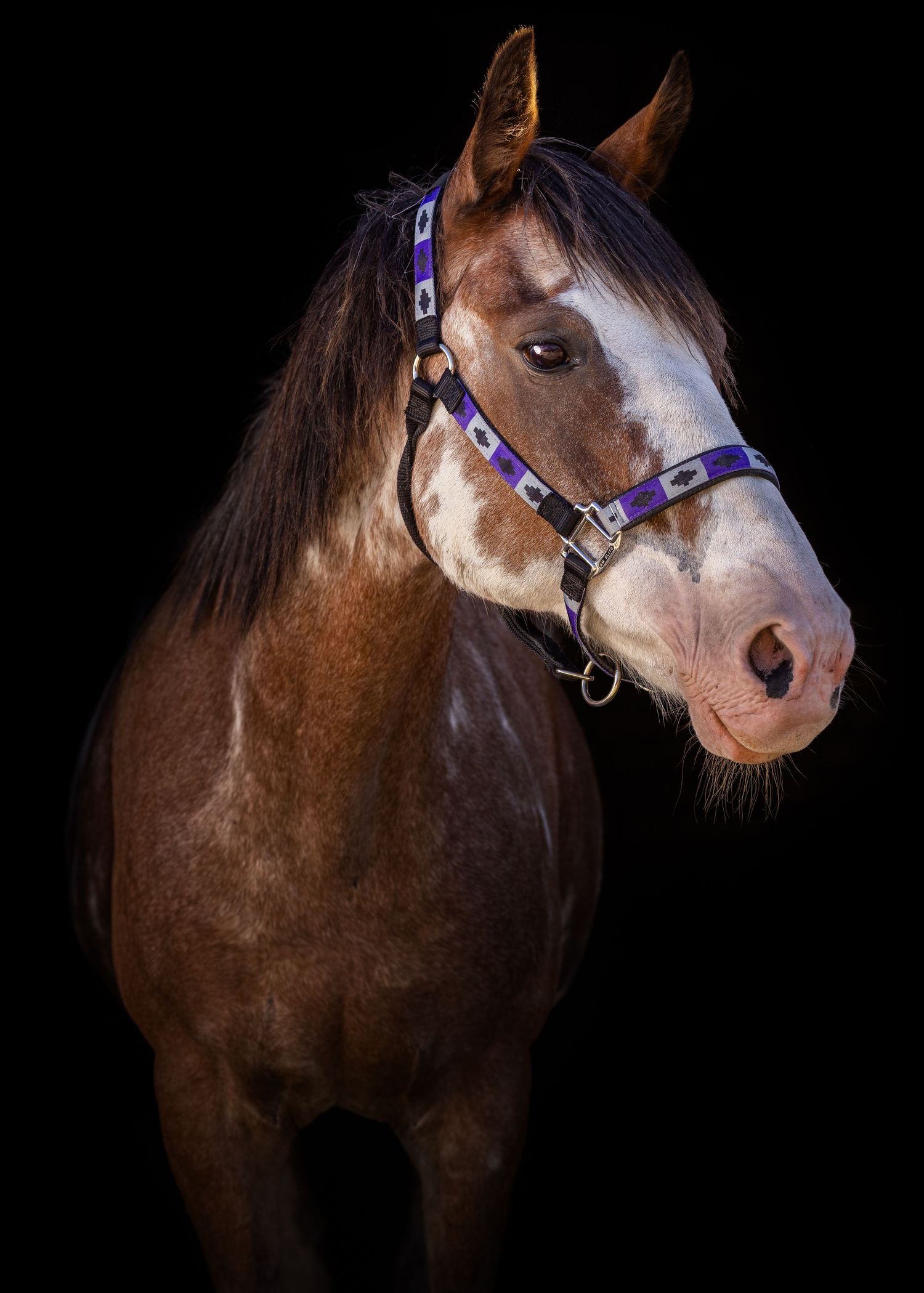 Black background portrait of a pony