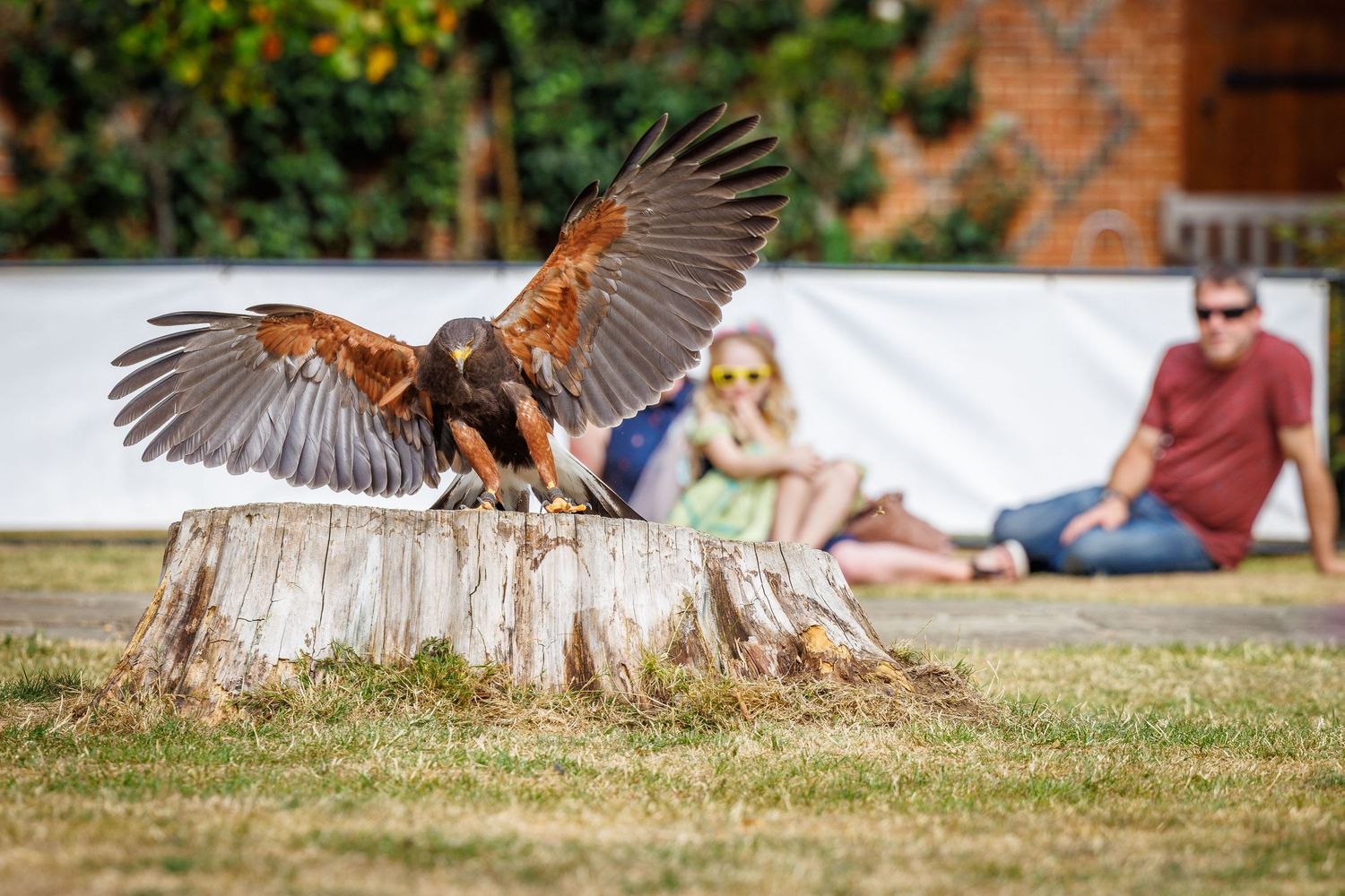 A bird takes flight