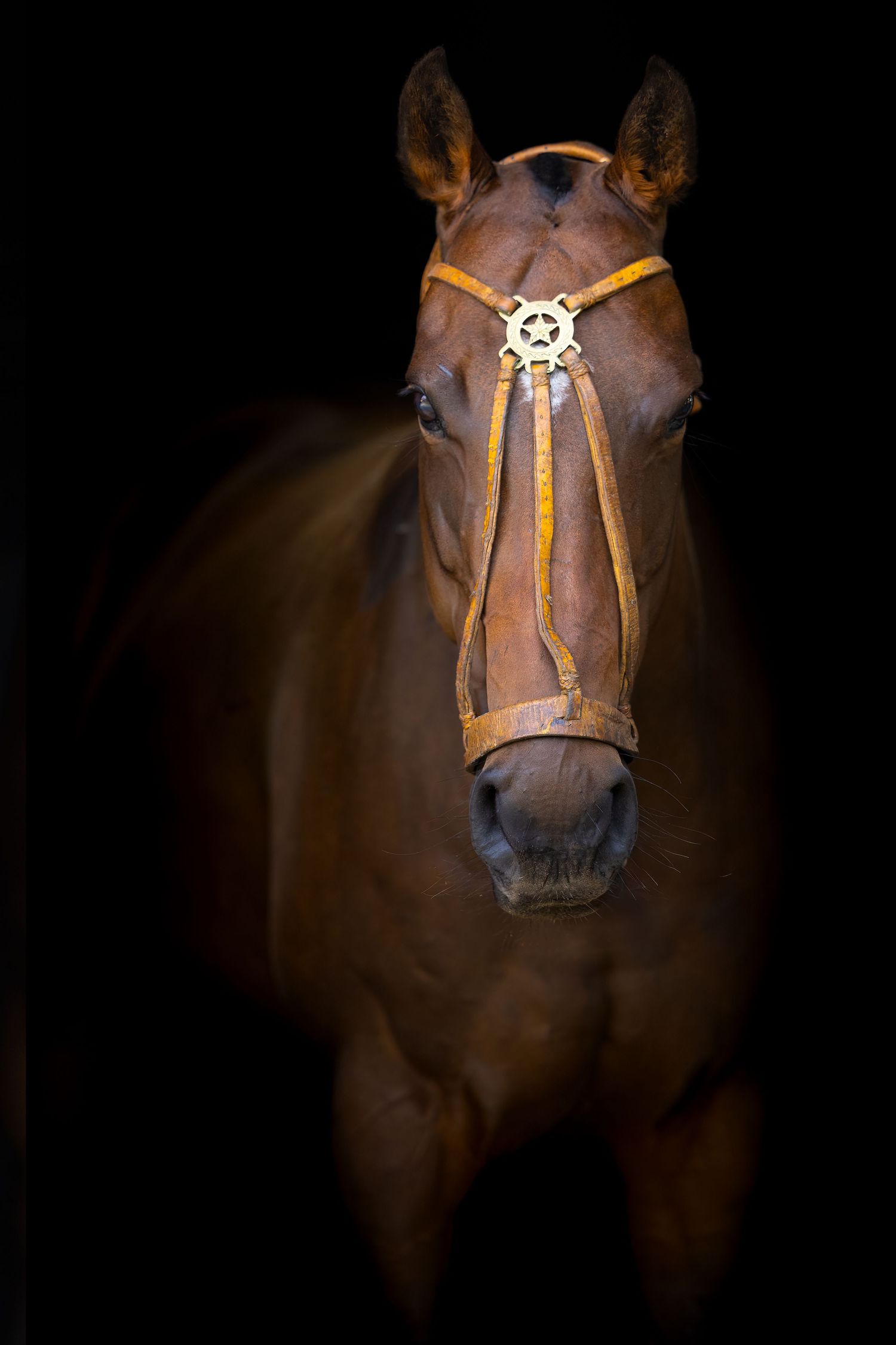 Black background portrait of a pony with Argentine halter