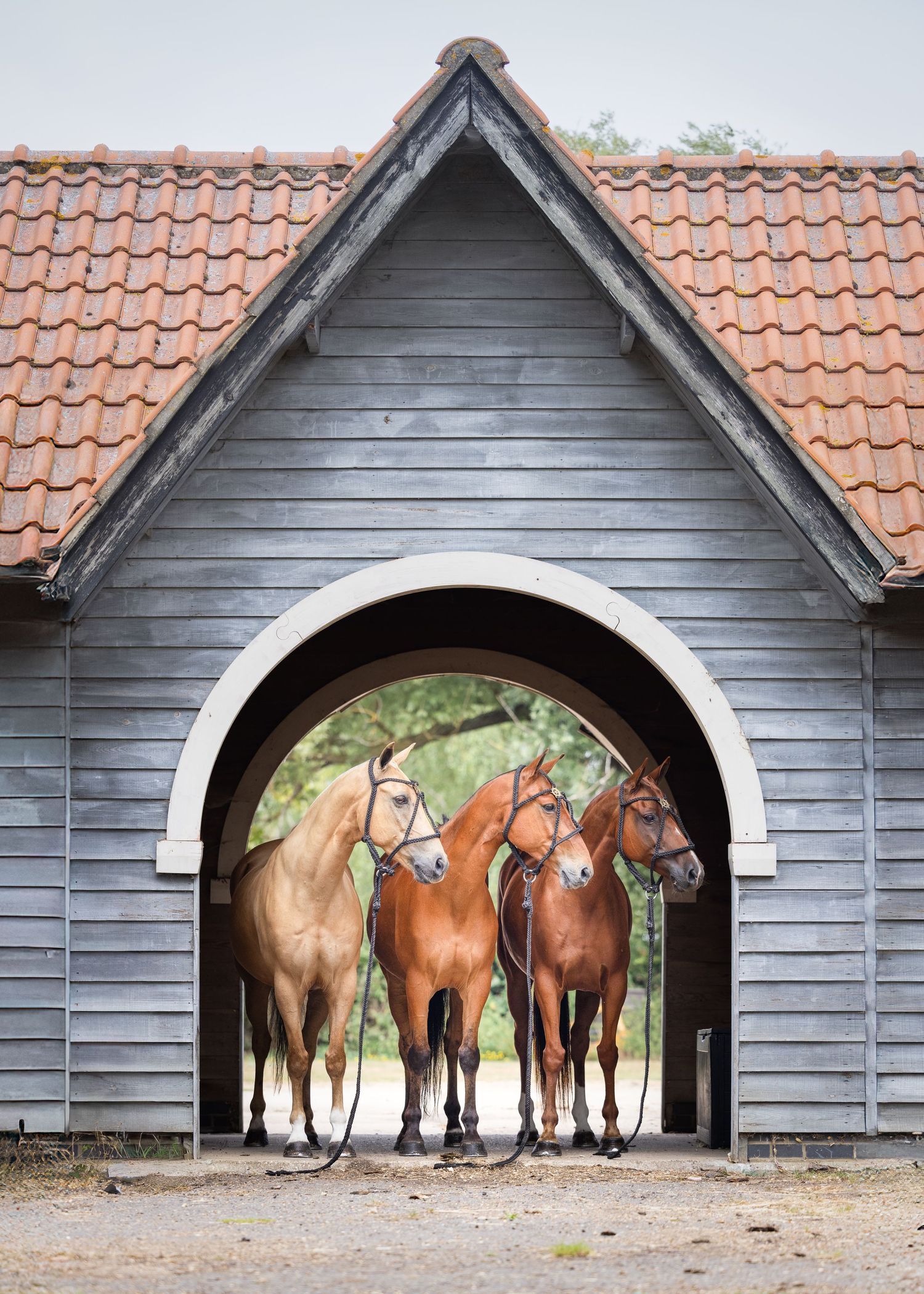 Three horses under an arch of a barn, Cambridge, UK