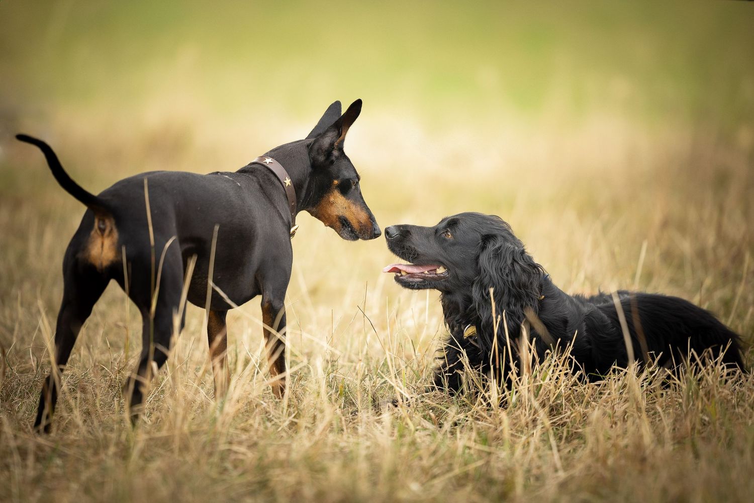 Fine art portrait of two dogs playing, one sitting and one standing.