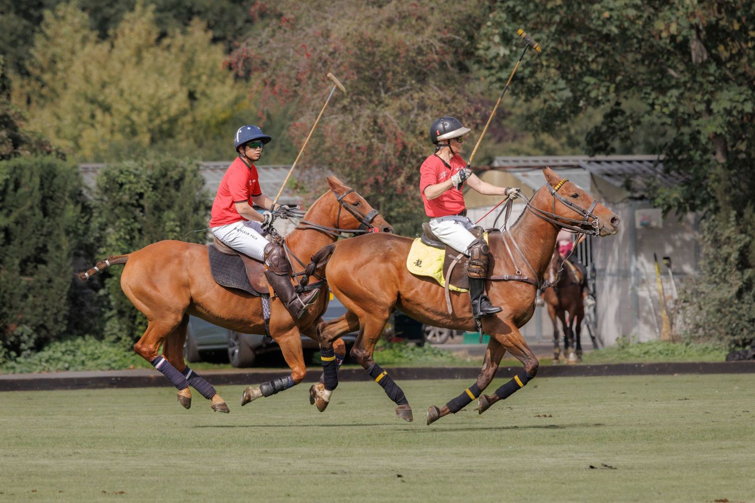 Two polo ponies, with all hooves of the ground, gallop across the polo pitch at Ham Polo Club, Richmond.