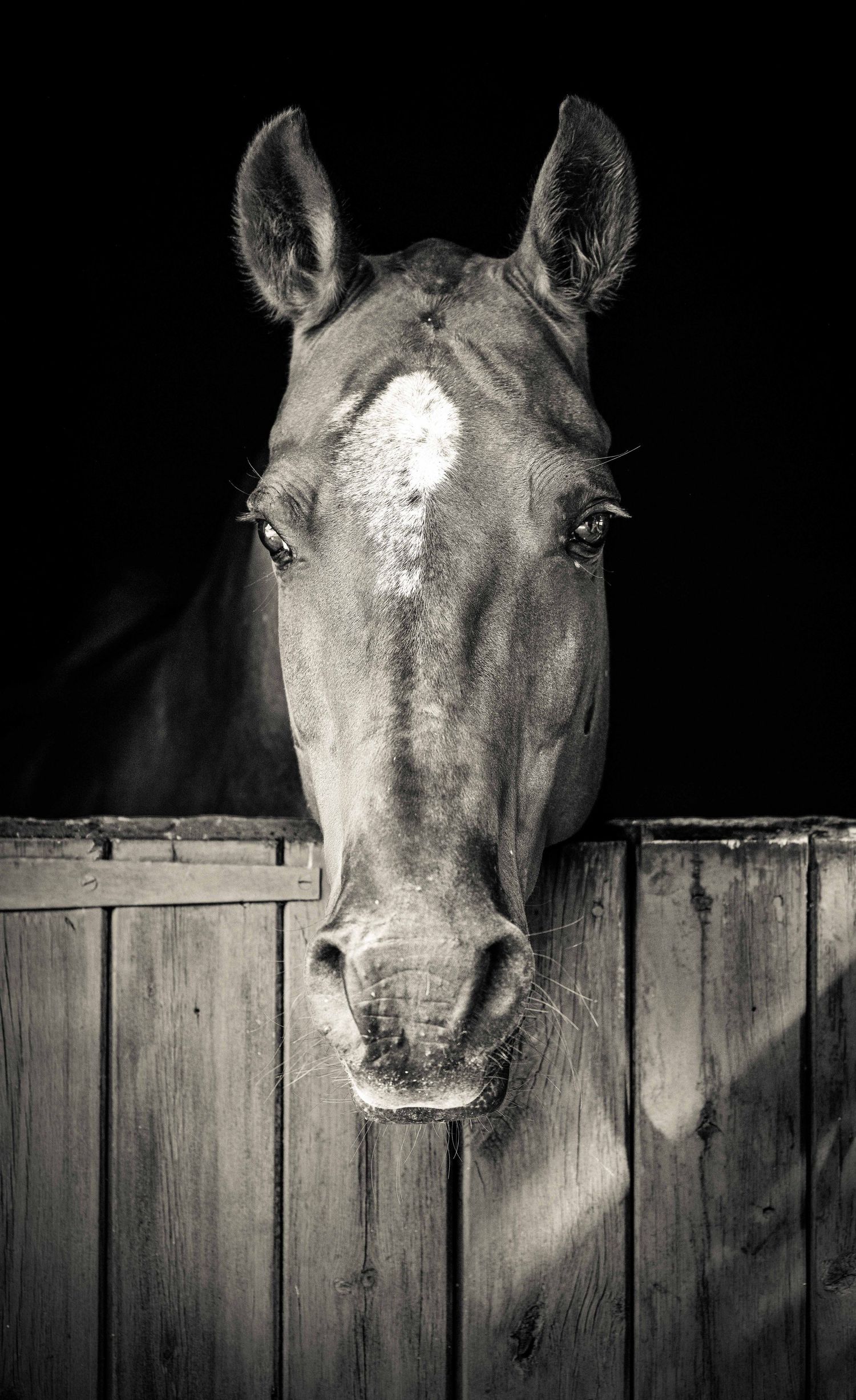 Black and white photo