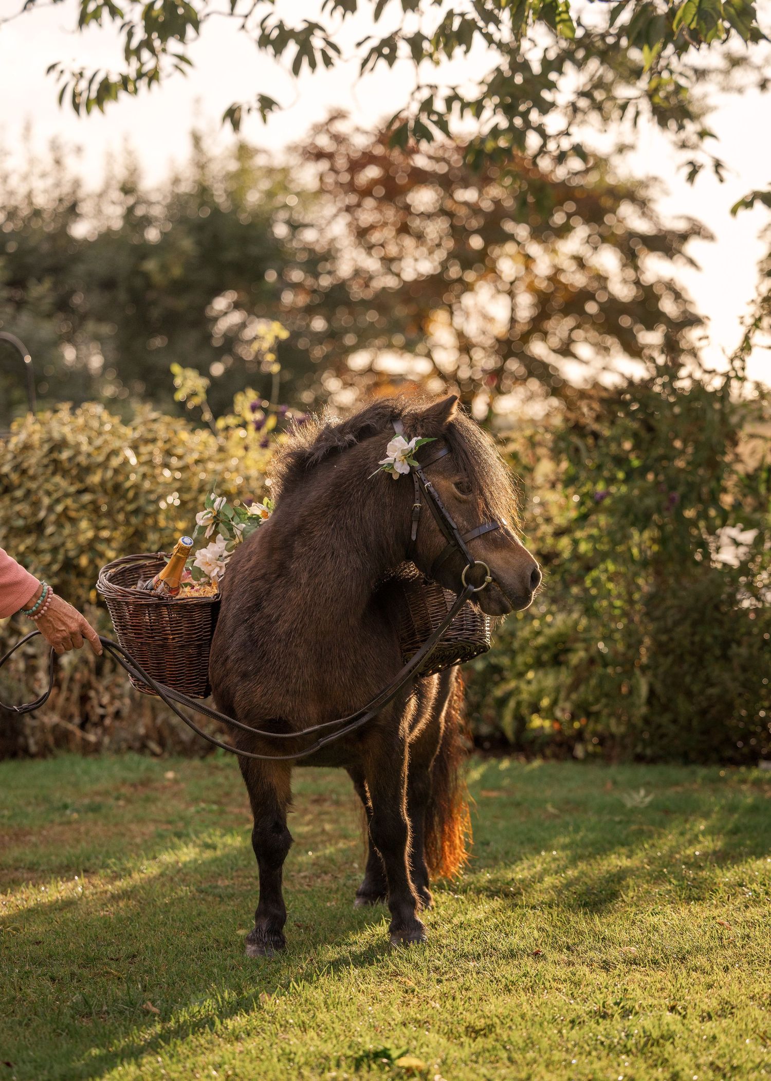 A shetland pony