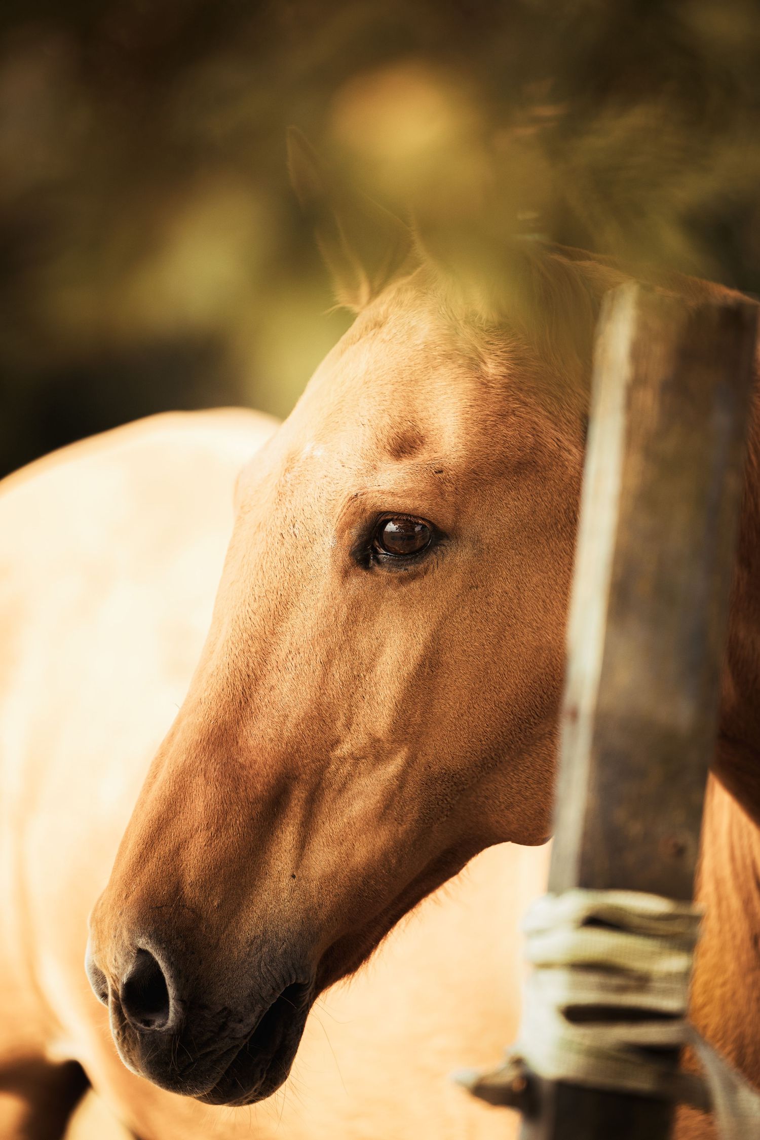 A portrait of a pony