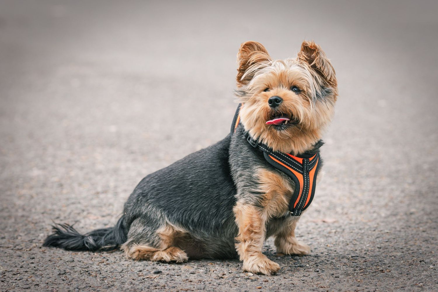Small dog
