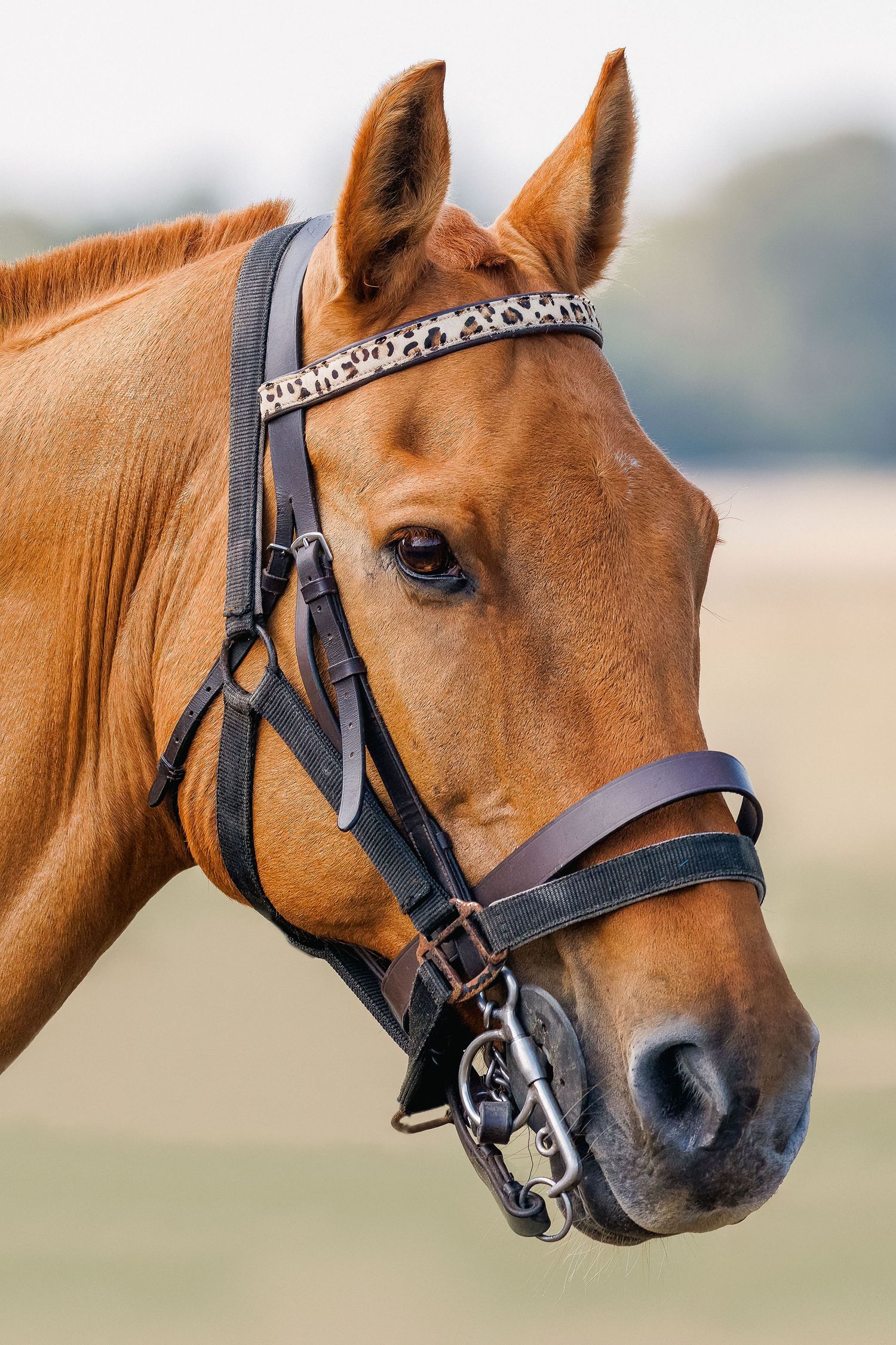 Pony with bridle