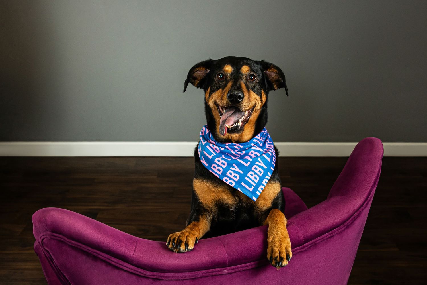 Rottweiler dog wearing blue bandana sitting on purple chair indoors.