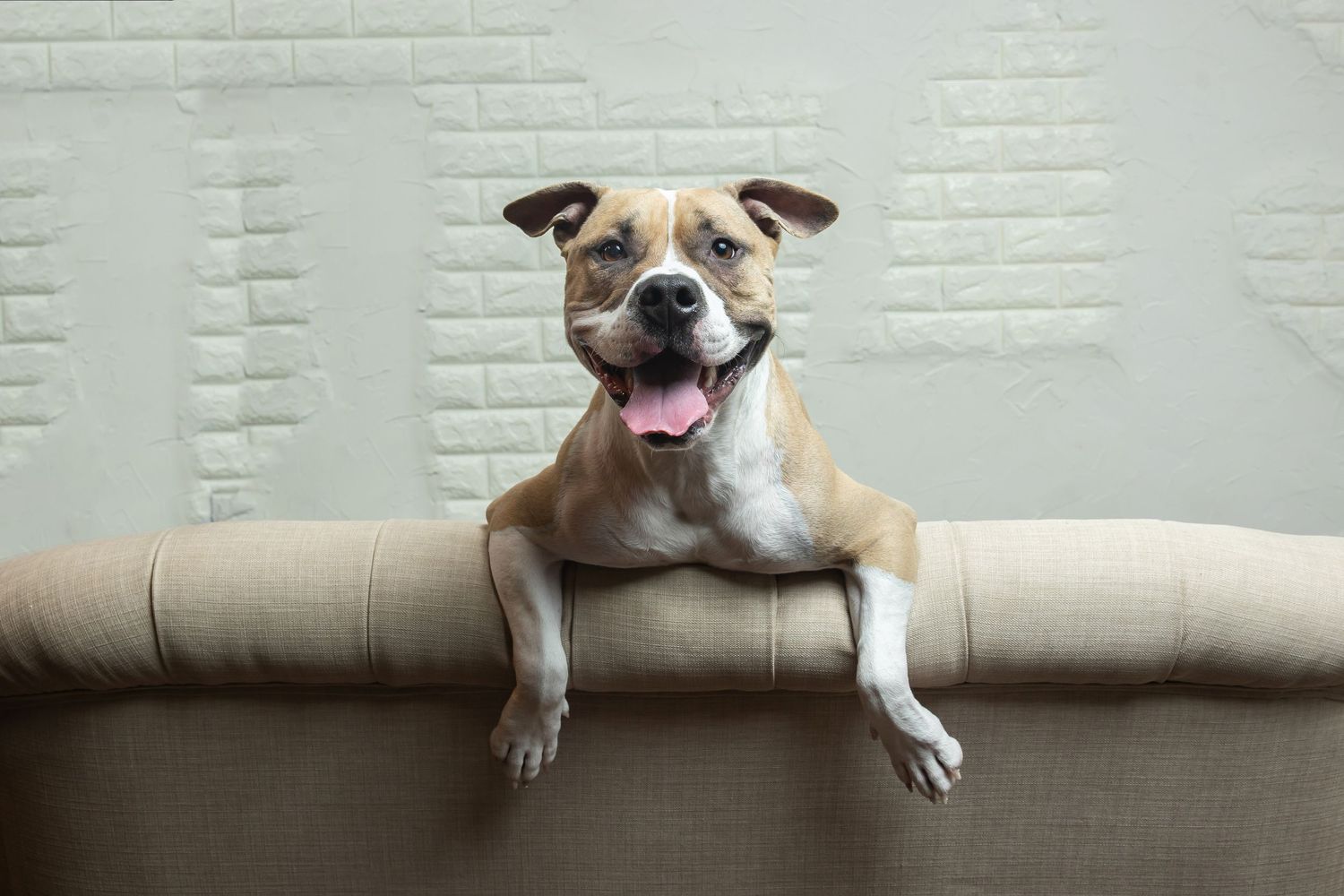 A happy smiling Staffordshire Bull Terrier rests its paws on the back of a beige sofa against a white brick wall.