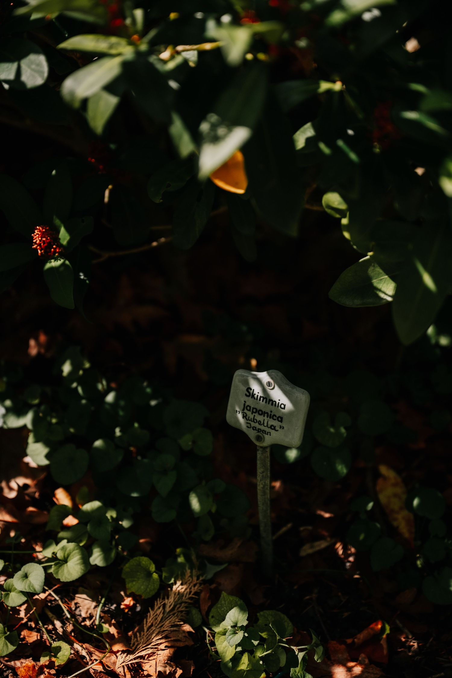 Dark garden scene with soft sunlight filtering through leaves and foliage creating a moody natural backdrop.
