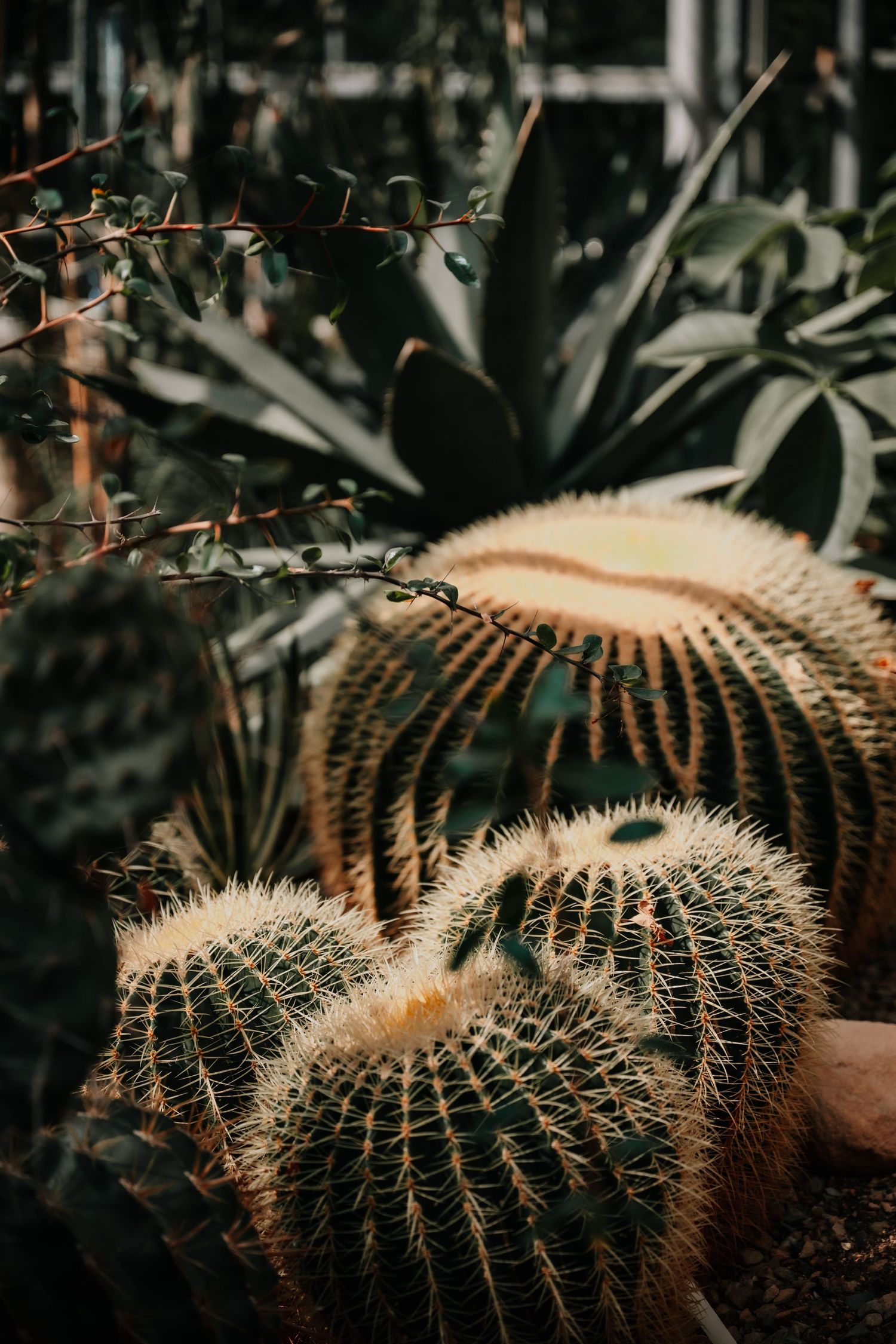 Close-up shots of a golden barrel cactus showing its distinctive curved spines in different angles with dark background.