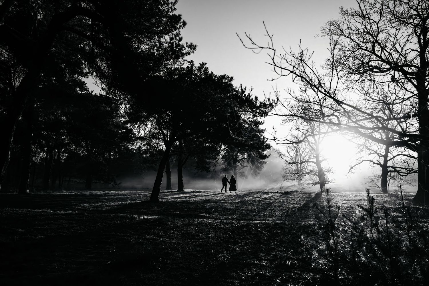 Golden sunlight streams through foggy forest trees creating dramatic rays and shadows in nature.