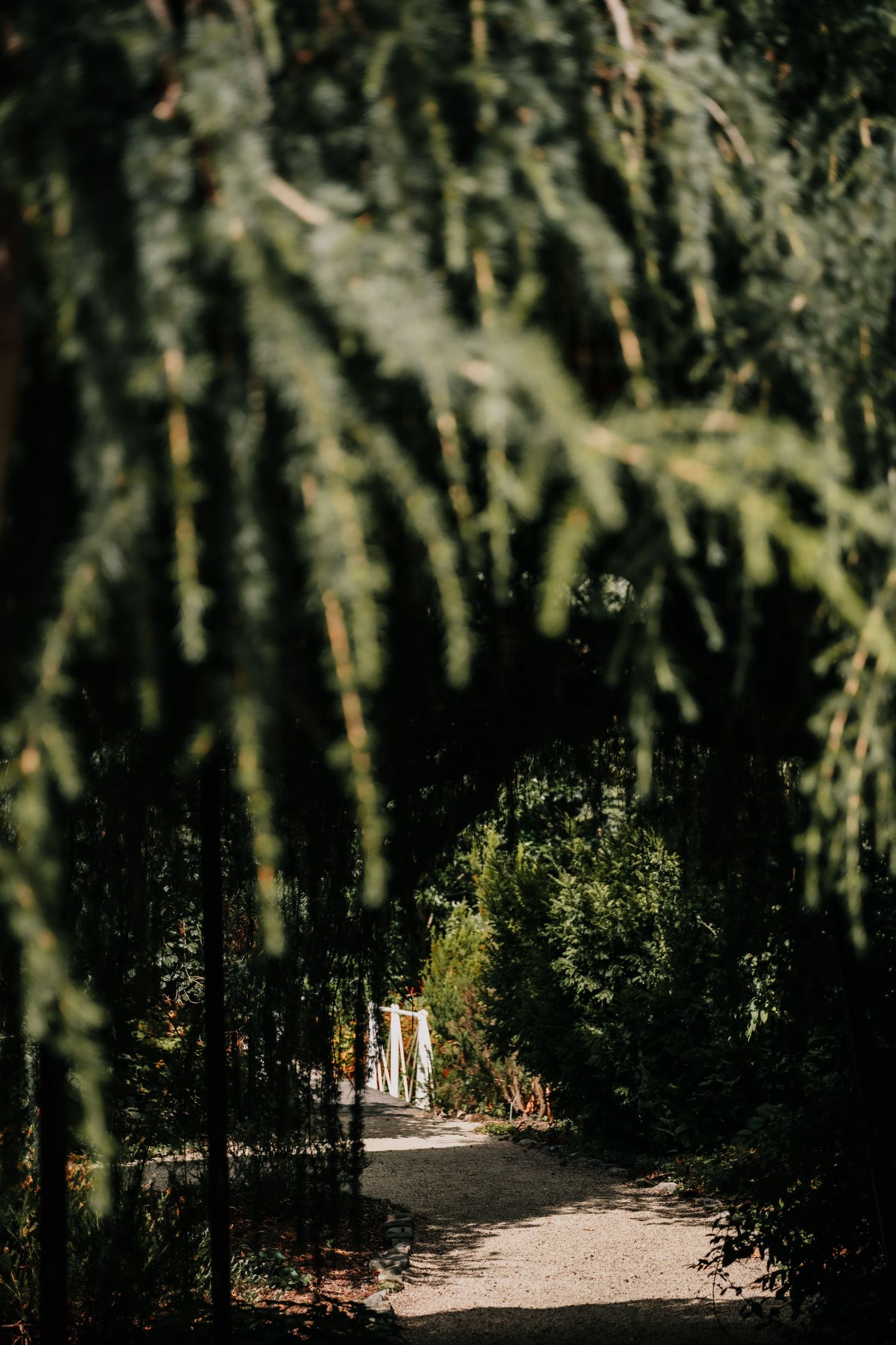 A winding dirt pathway through a shadowy forest with sunlight filtering through dense evergreen trees.