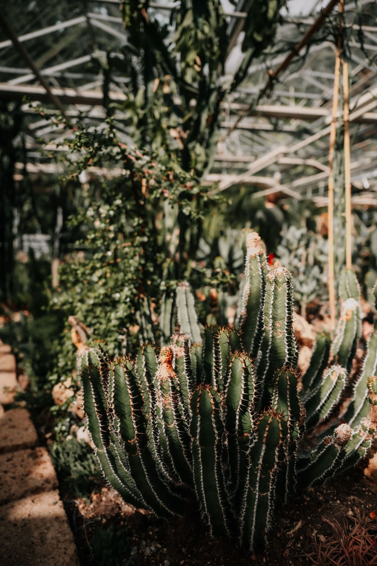Close-up sequence of cacti with spikes growing in greenhouse with sunlit glass panels above.