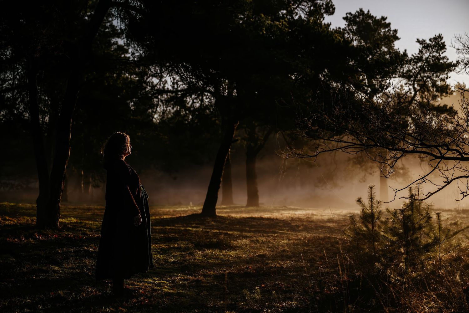 Misty forest landscape at dawn with sunbeams filtering through trees creating a moody silhouette effect.