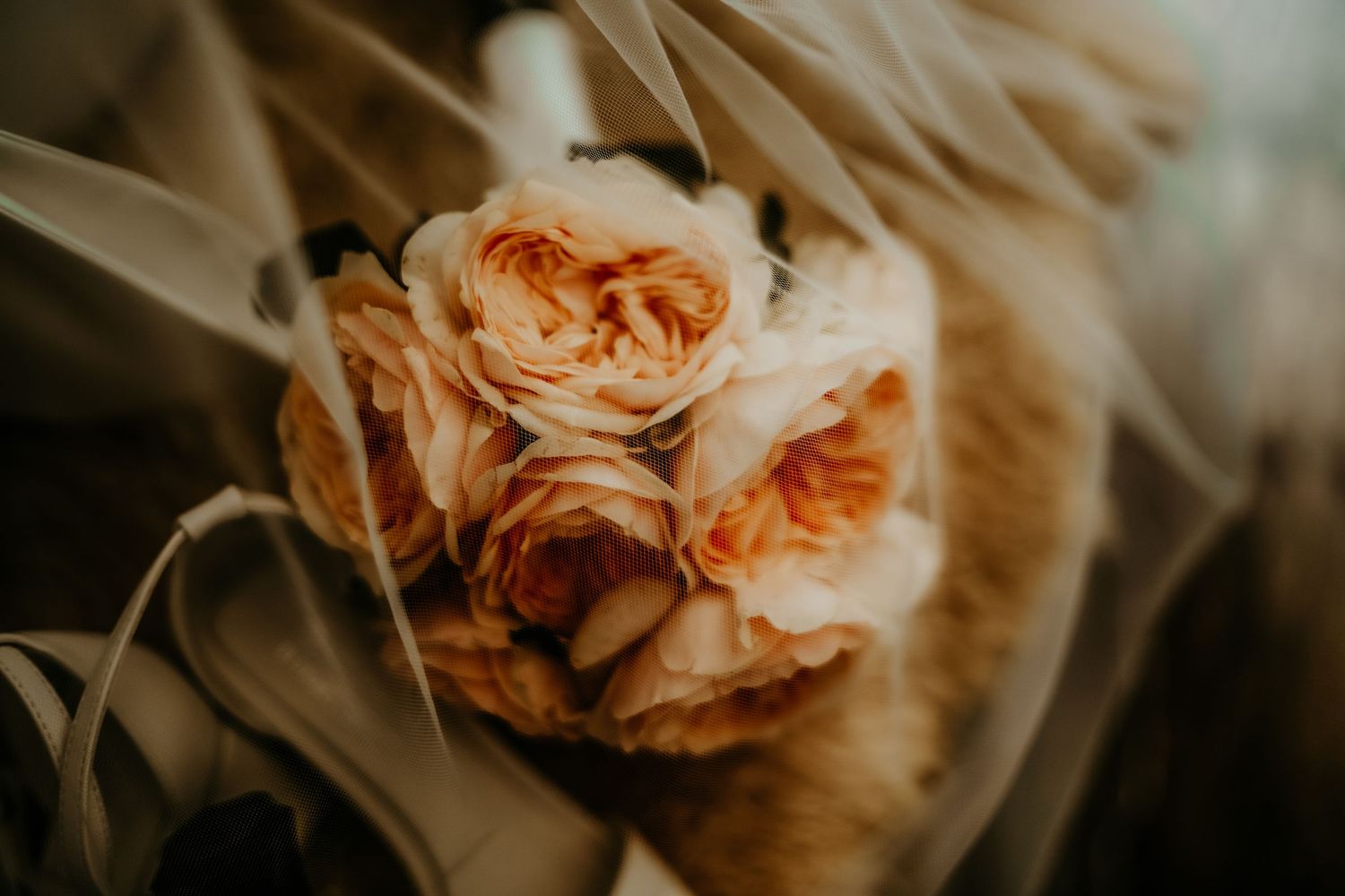 Close-up macro photography of peach-colored roses with soft petals in warm lighting and shallow depth of field.