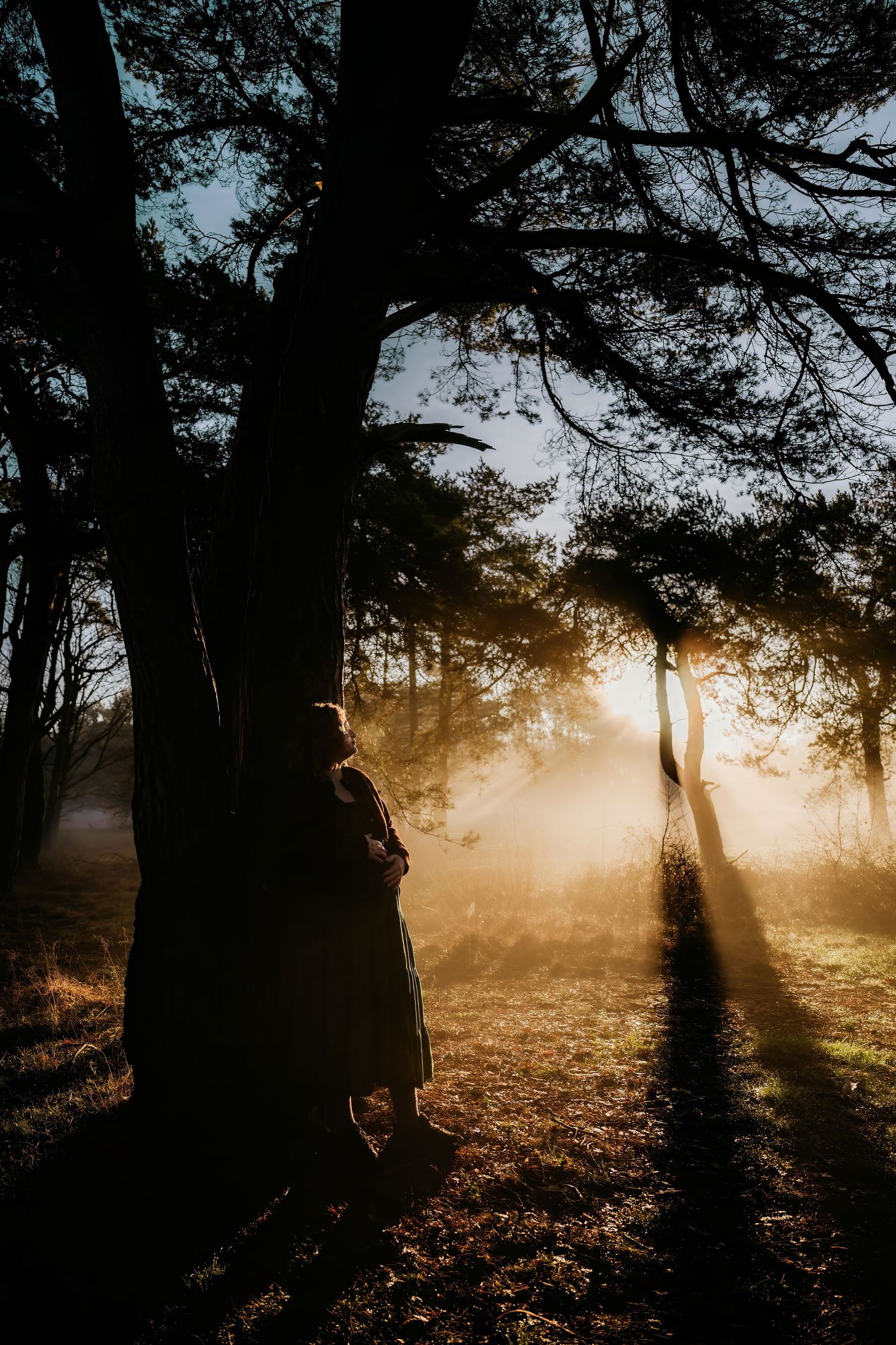 Dark silhouettes of pine trees with ethereal sunbeams breaking through morning mist in a forest setting.