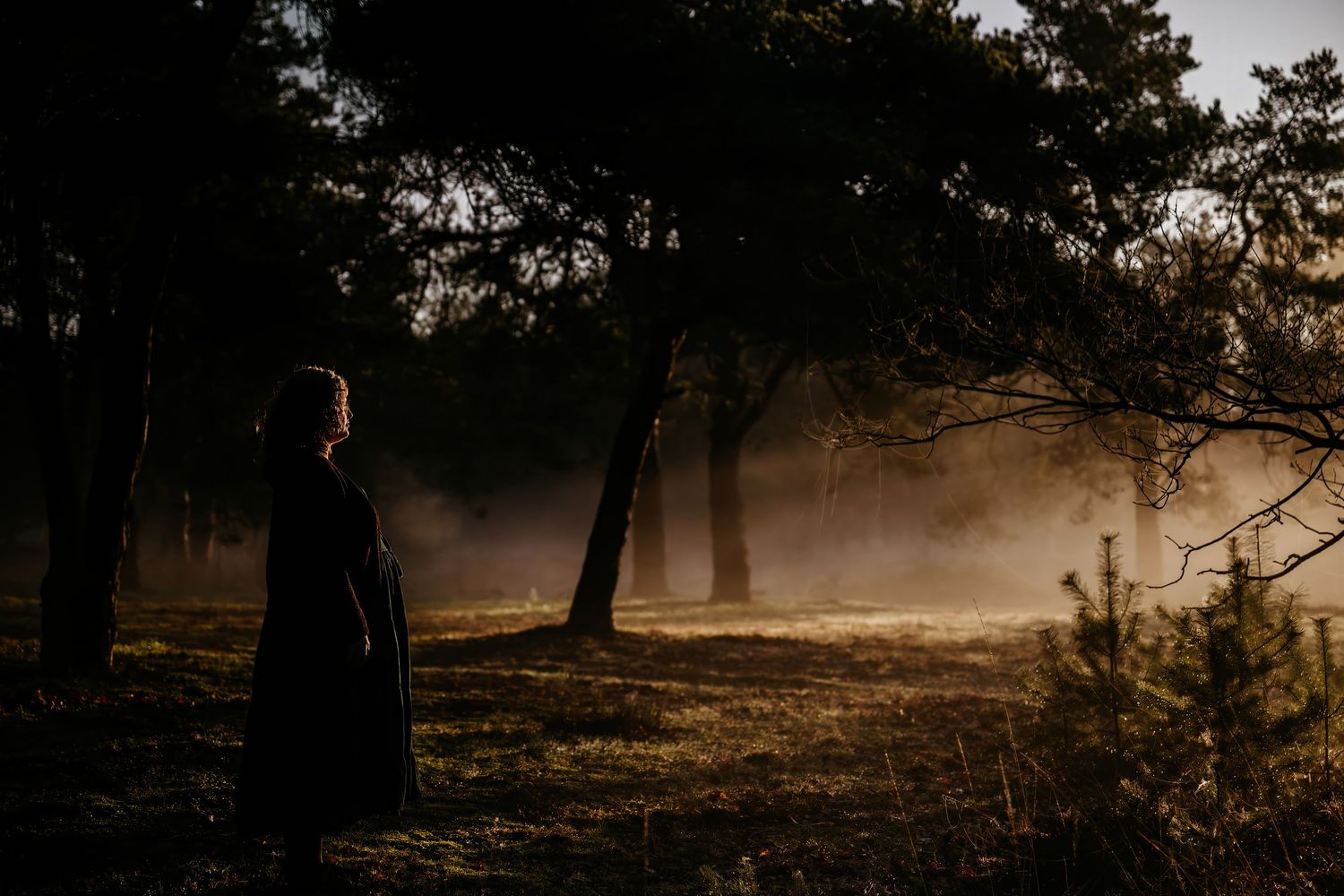Silhouettes of trees in a misty forest at sunset create a moody atmospheric landscape.