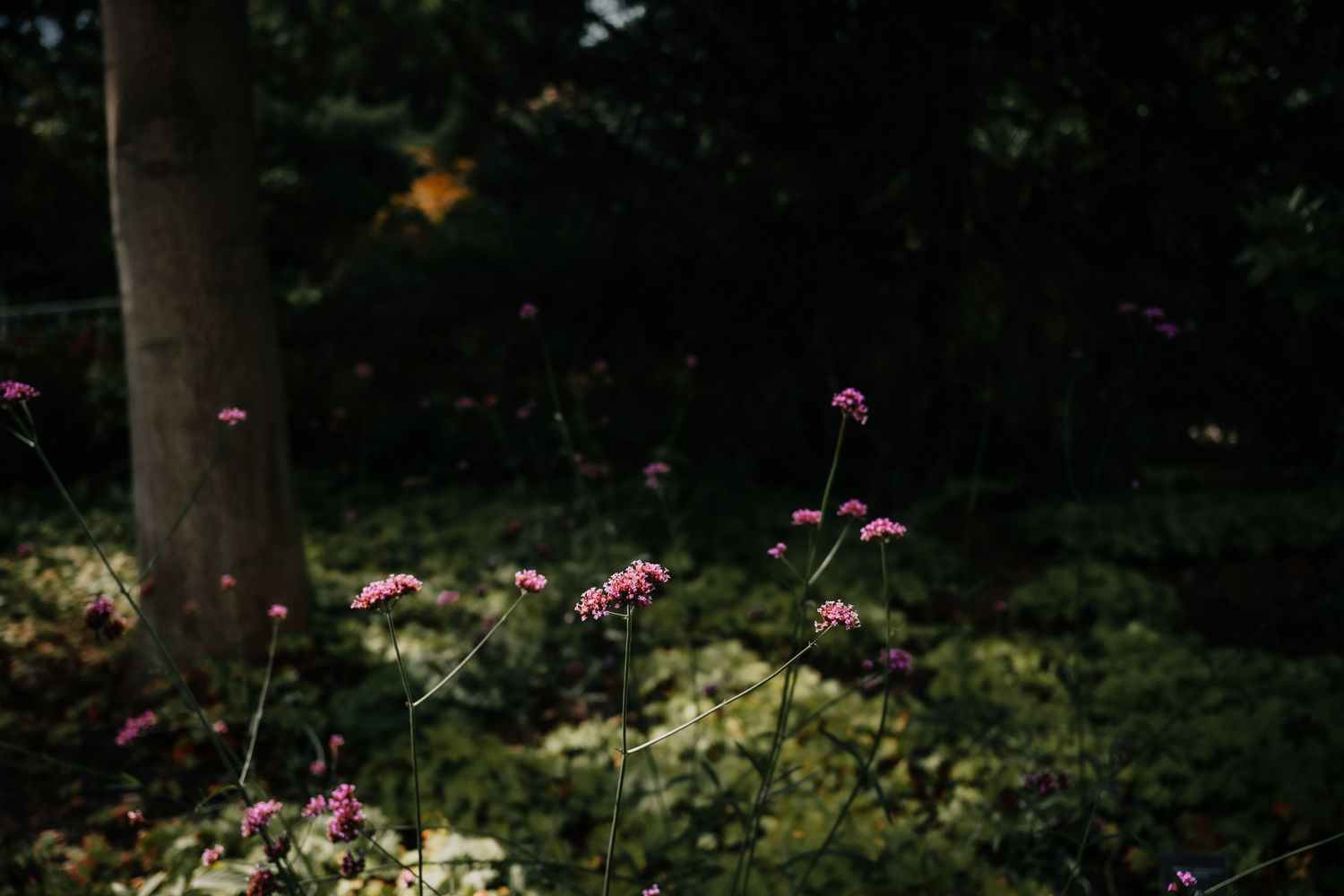 Pink flowers bloom among a dark wooded forest setting with sunlight filtering through the trees.