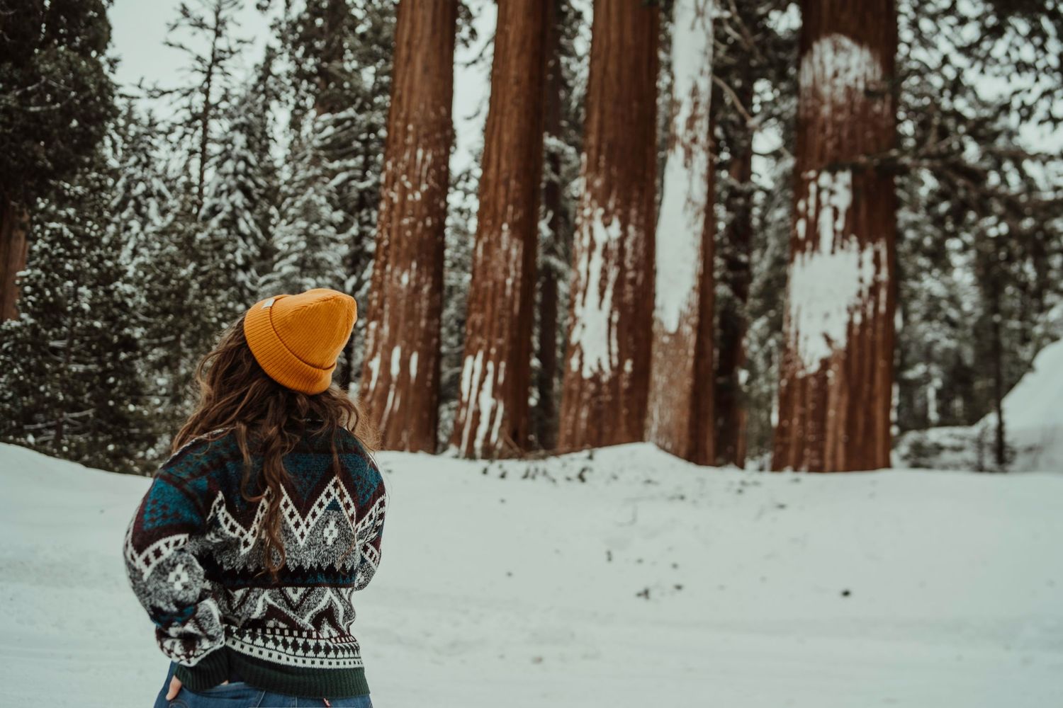 A person in winter clothing walks through a snowy forest of tall pine trees on a cloudy day.