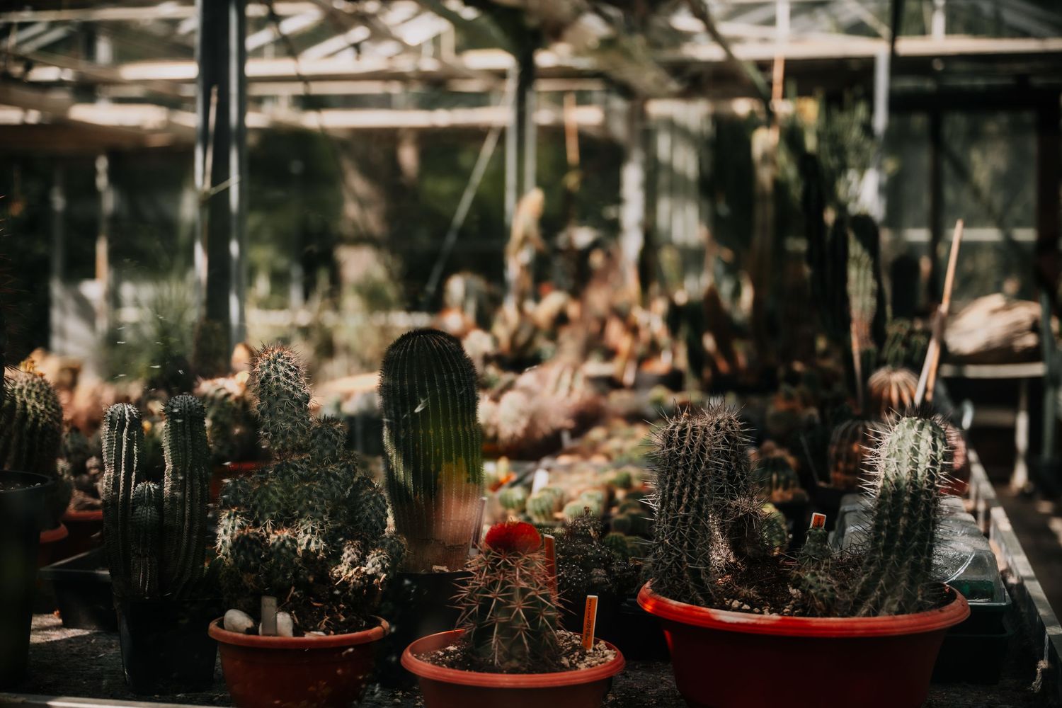 Assorted potted cactus and succulent plants displayed in a greenhouse with natural sunlight filtering through.