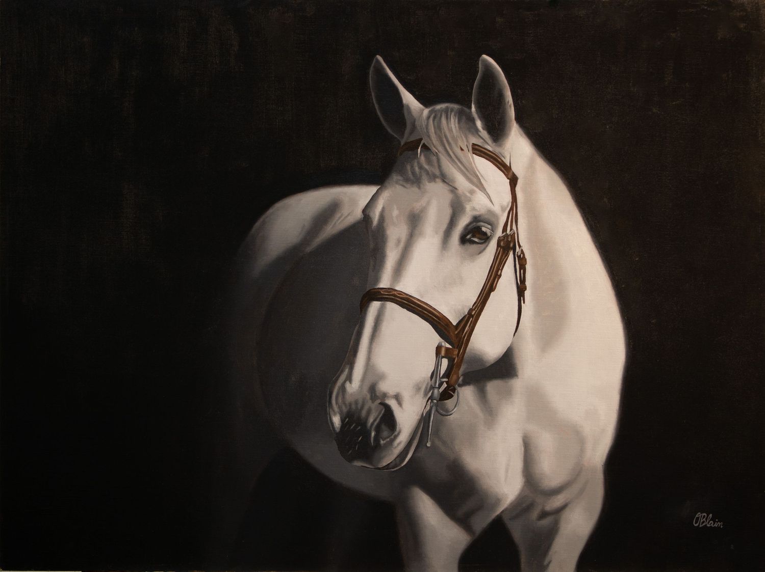 In Rapture — oil painting of a white horse in a leather bridle against a dark background by equine artist Olivia Blain
