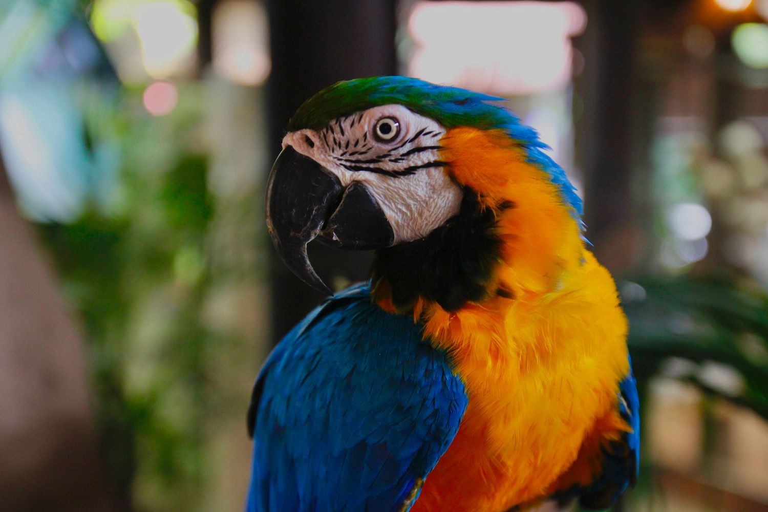 parrot