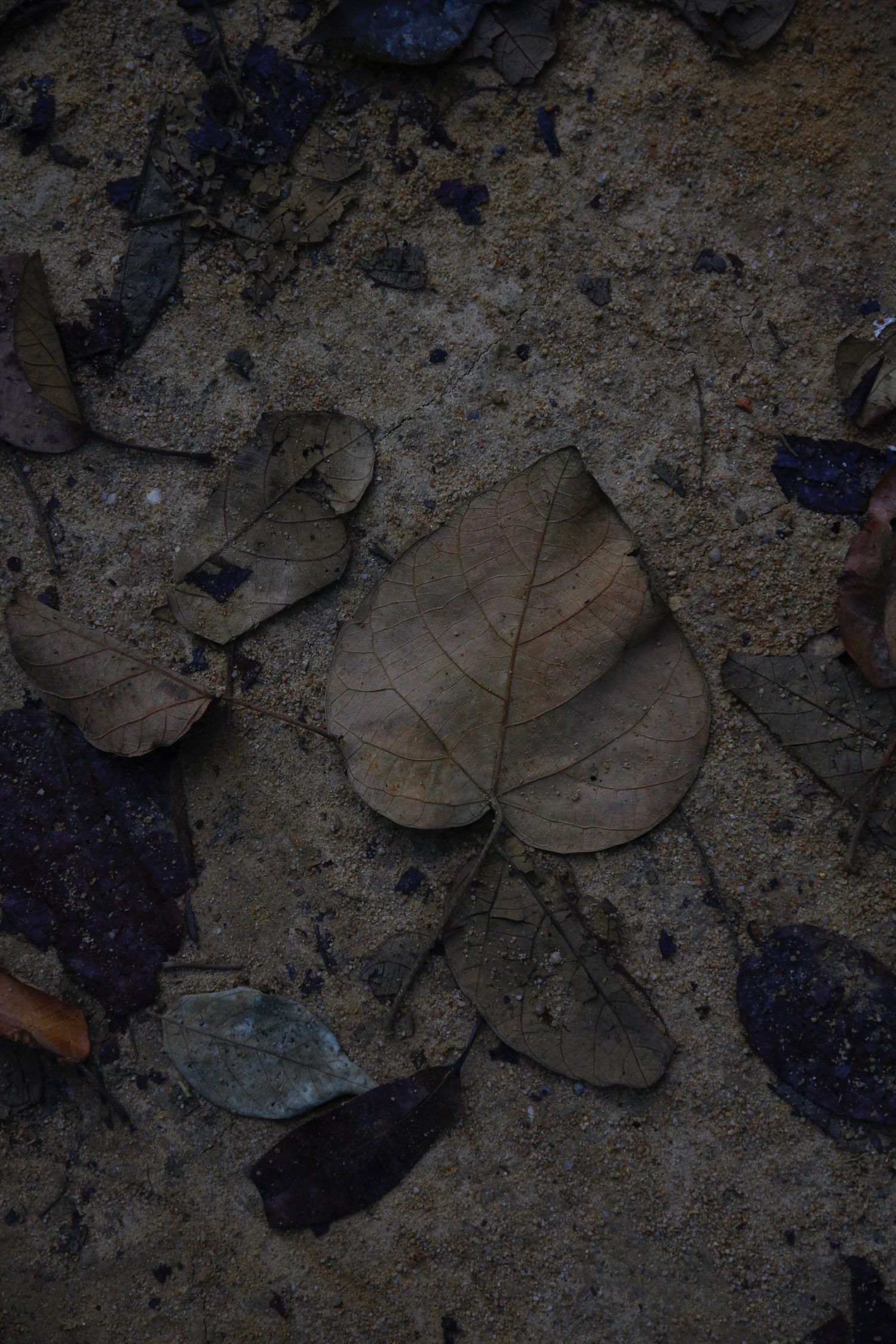 fall, leaf on the ground