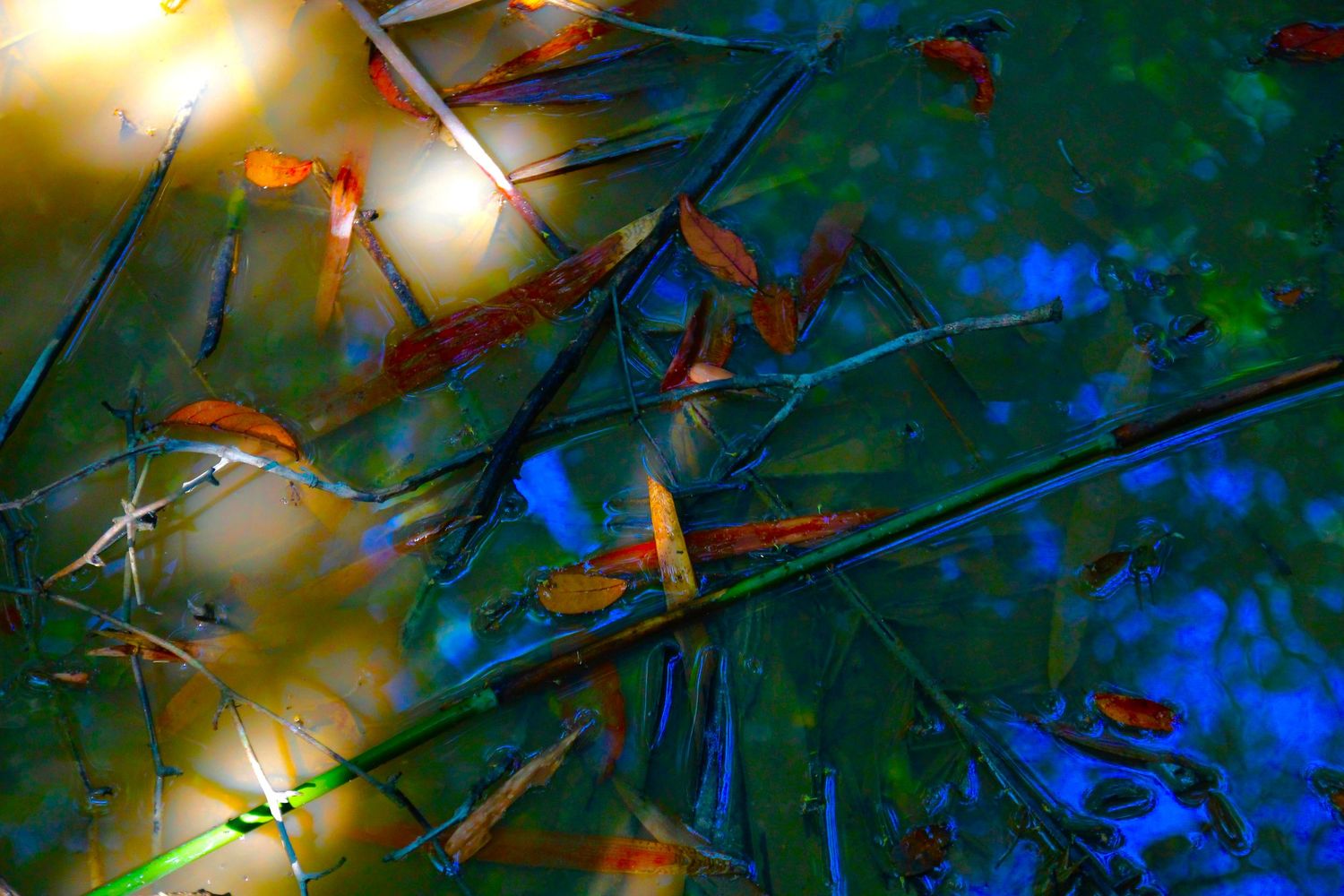 water leafs