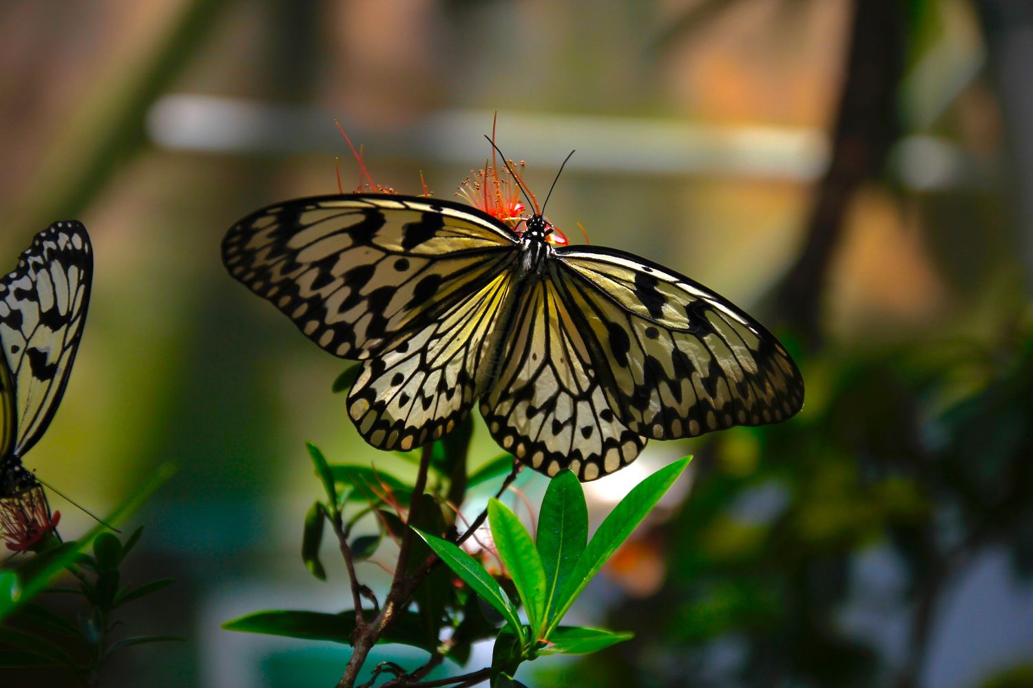 butterfly