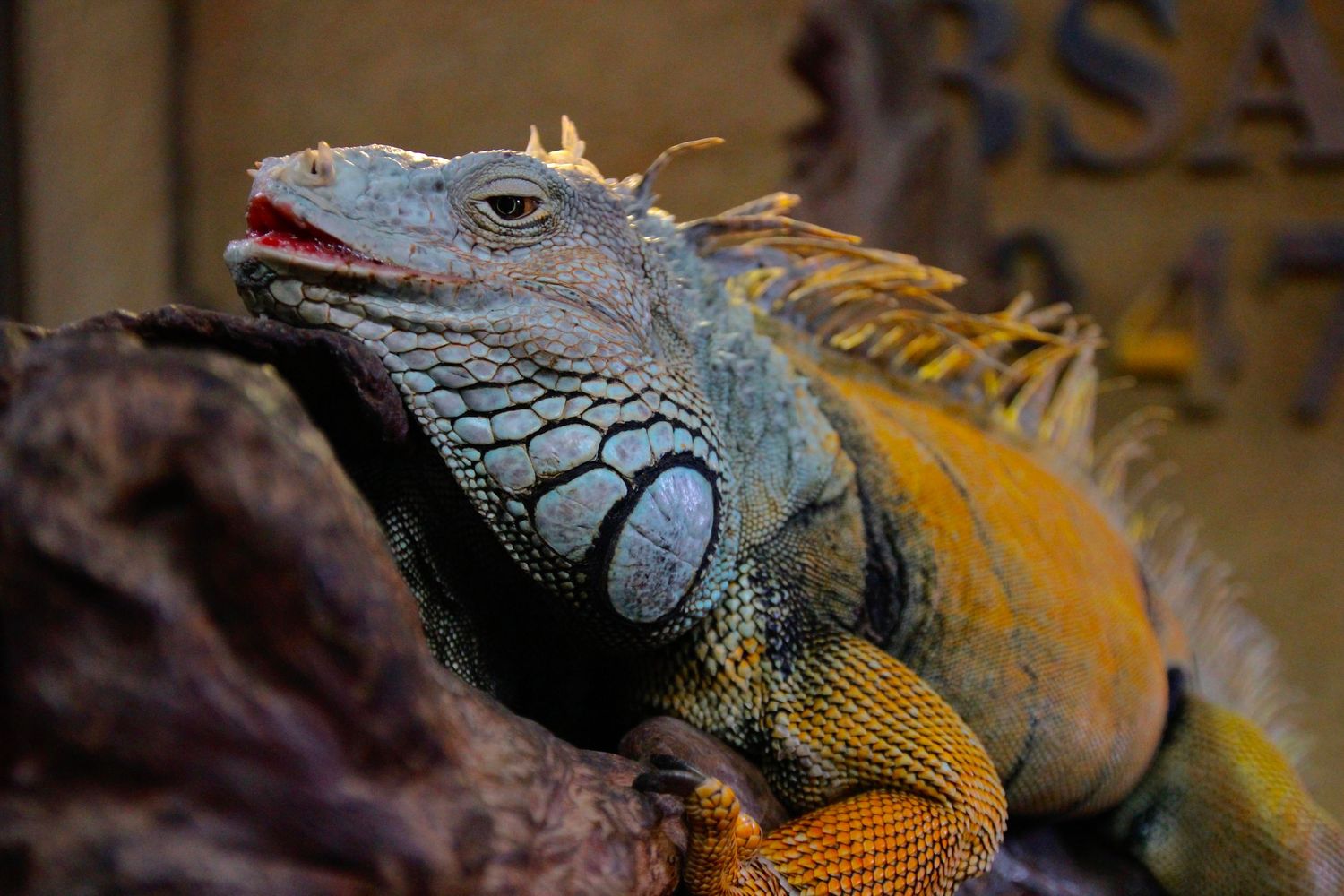 iguana