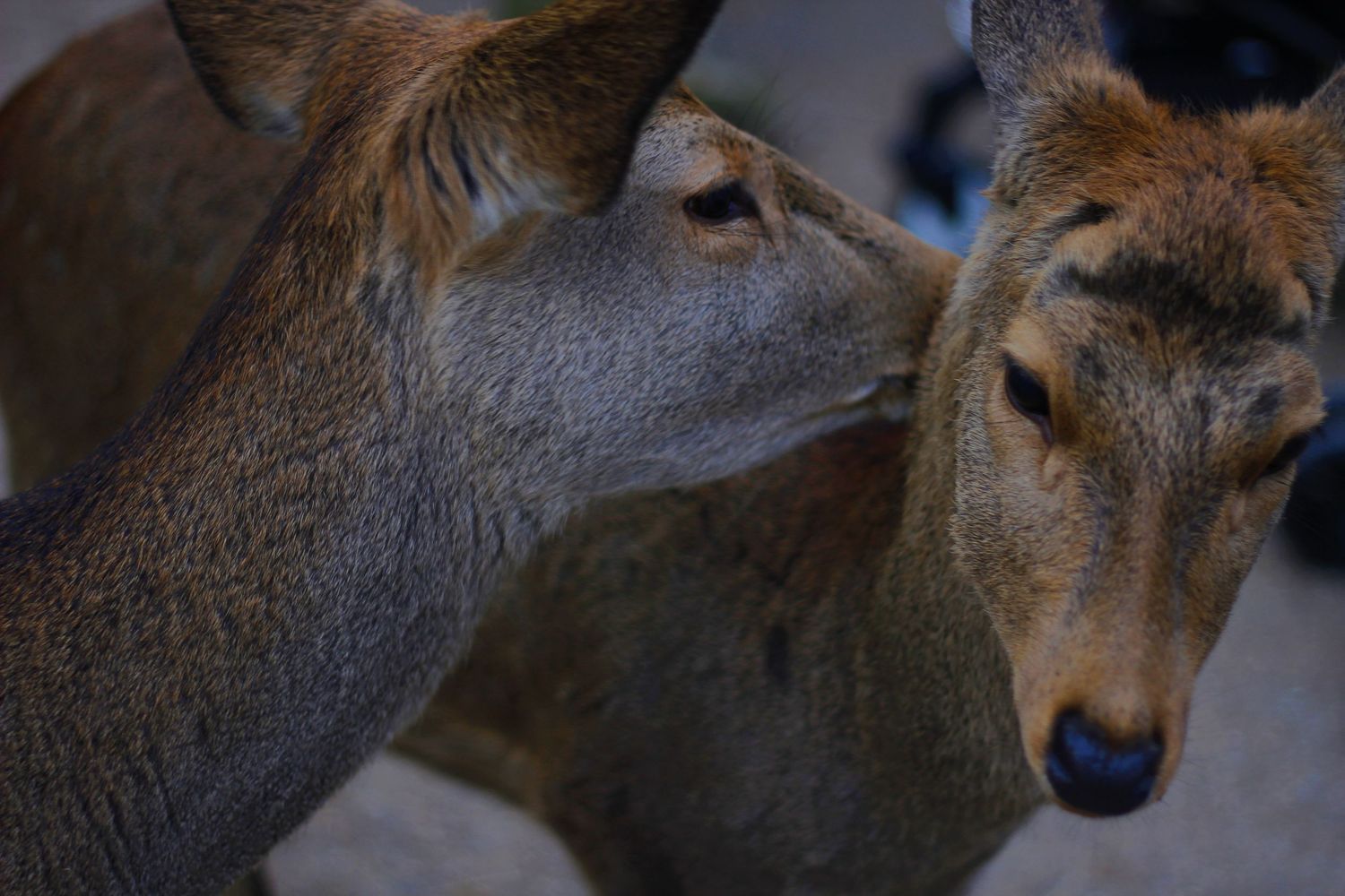 deers