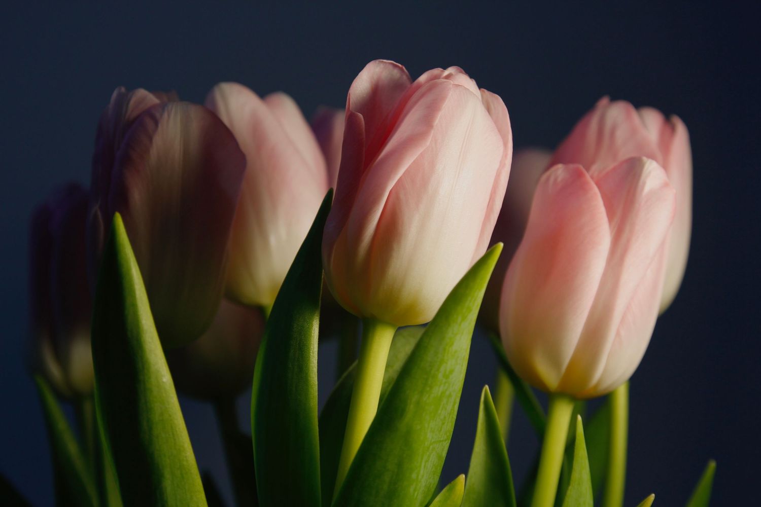 pink tulips