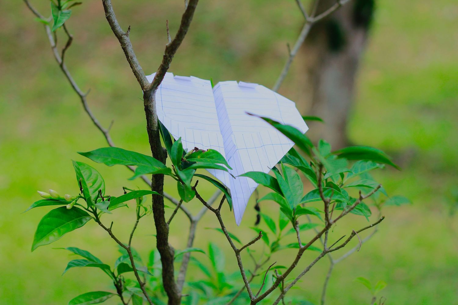 paper airplane on a tree