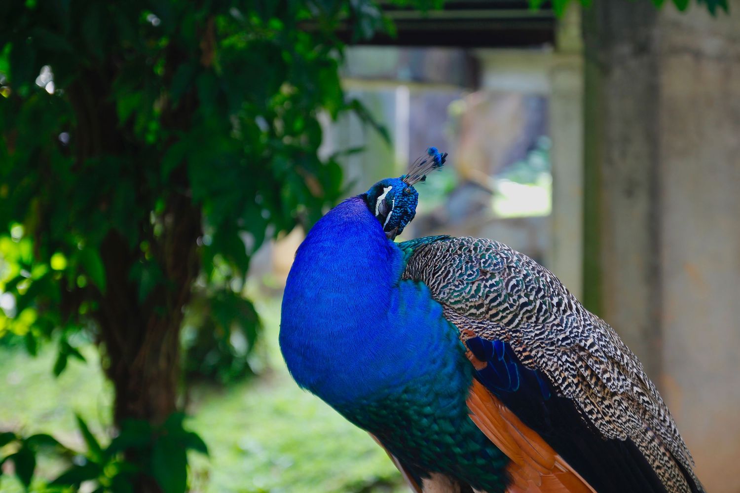 peacock