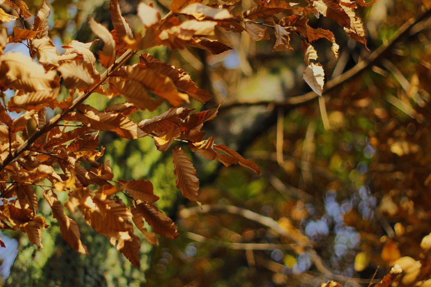 fall leafs